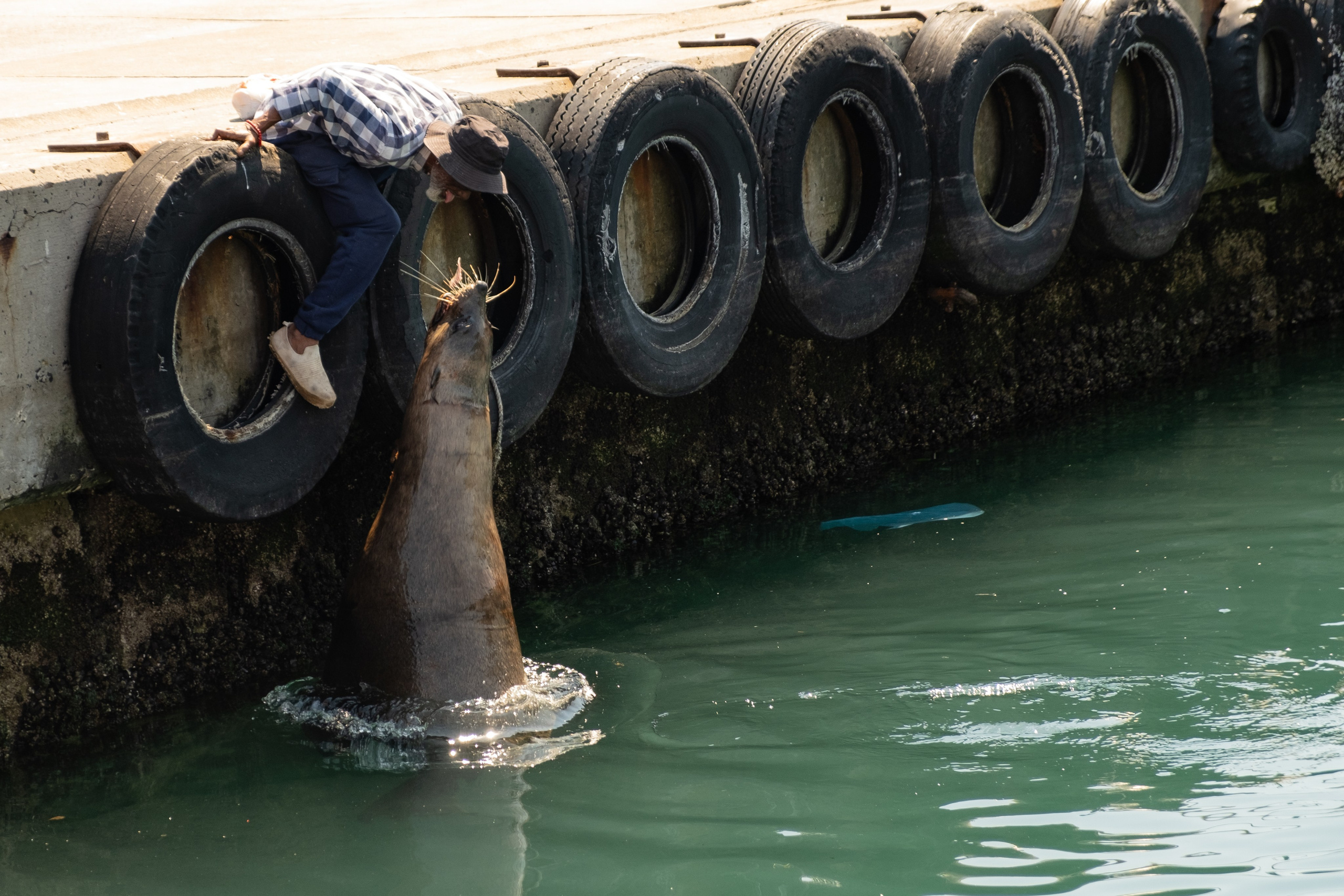 Морские котики и закат. Фотографии из путешествий