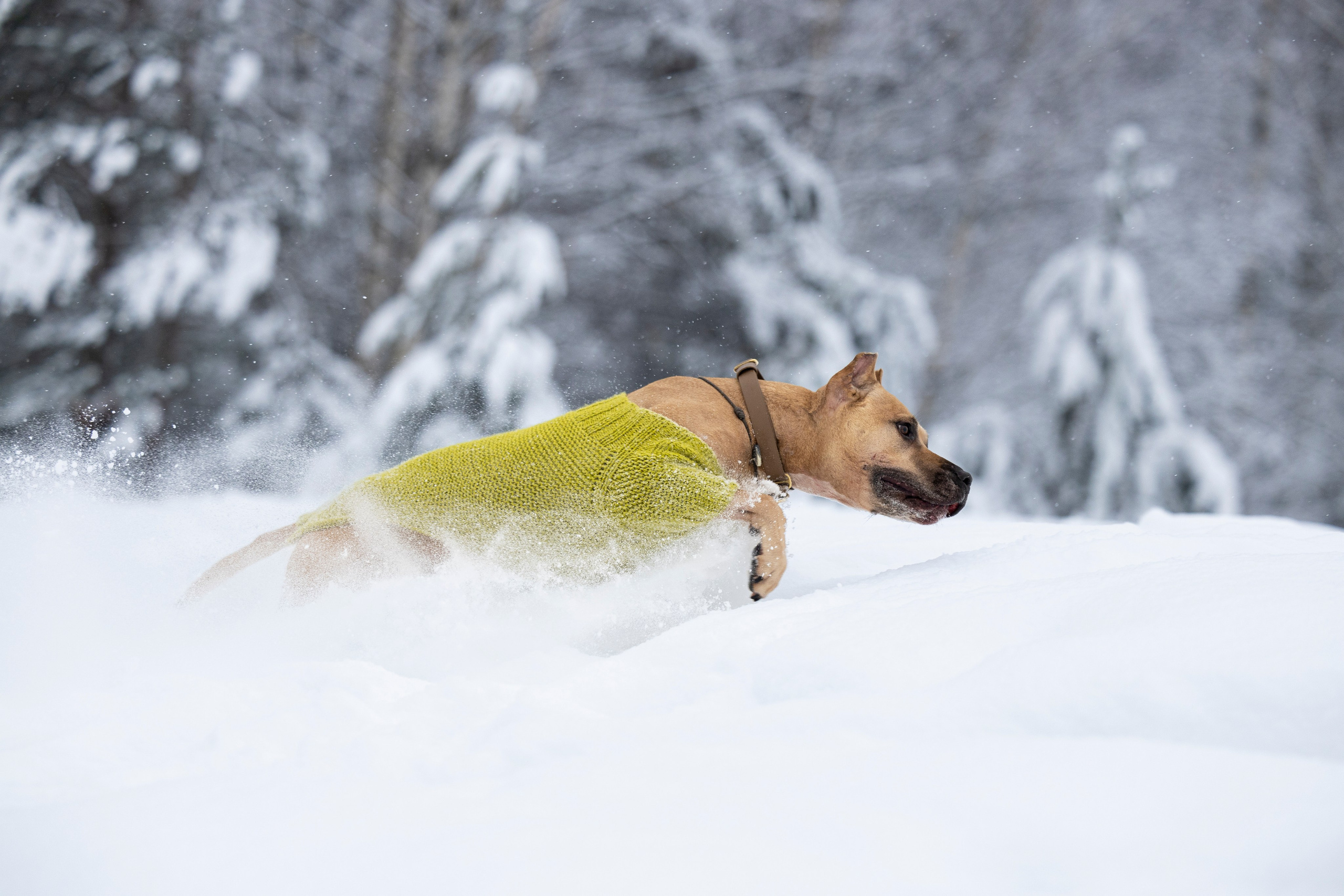 Миура. Фотограф-анималист Анна Маринич