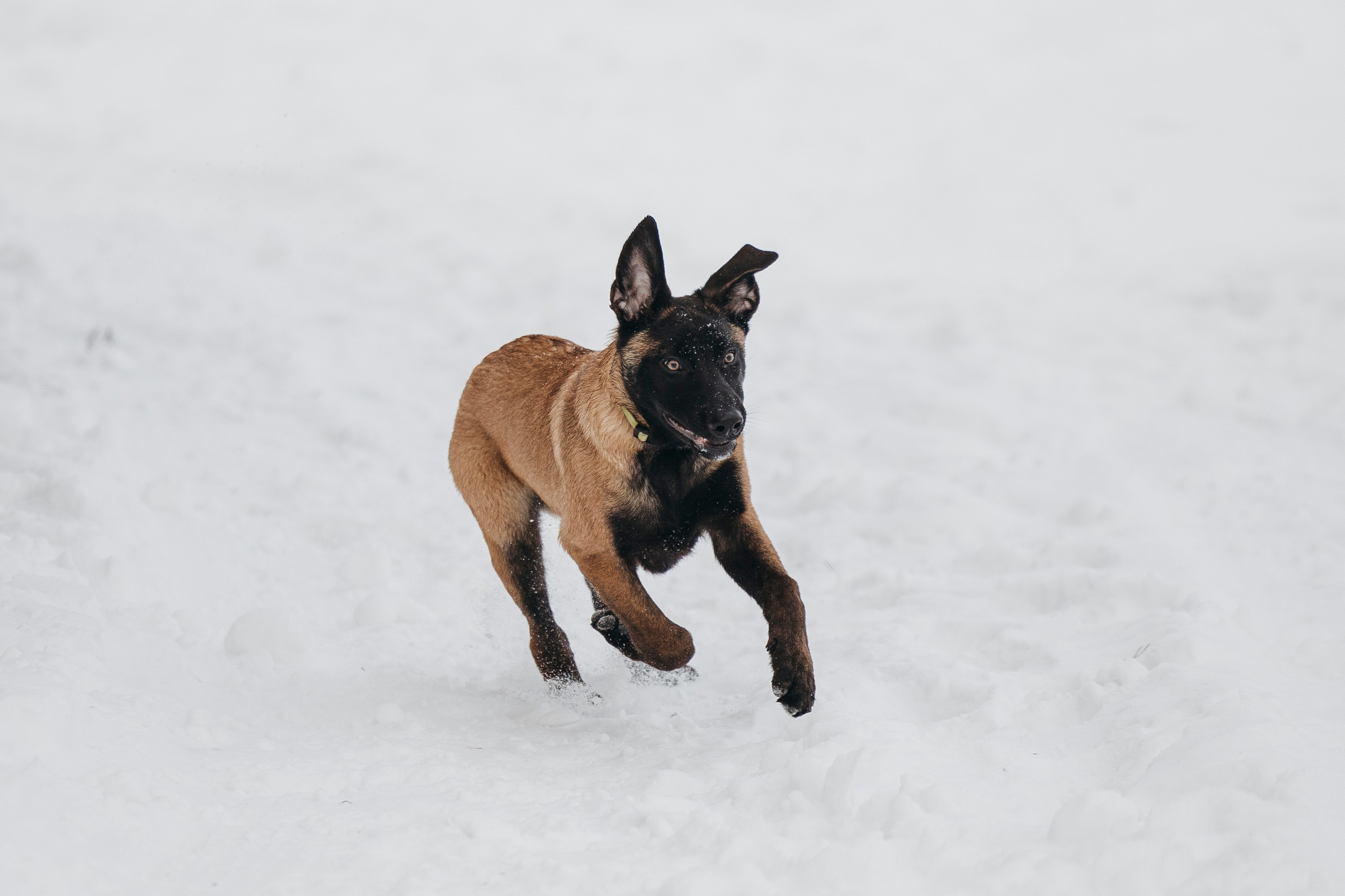 Даша, Омен, Айс и Рицу. Фотограф-анималист Анна Маринич