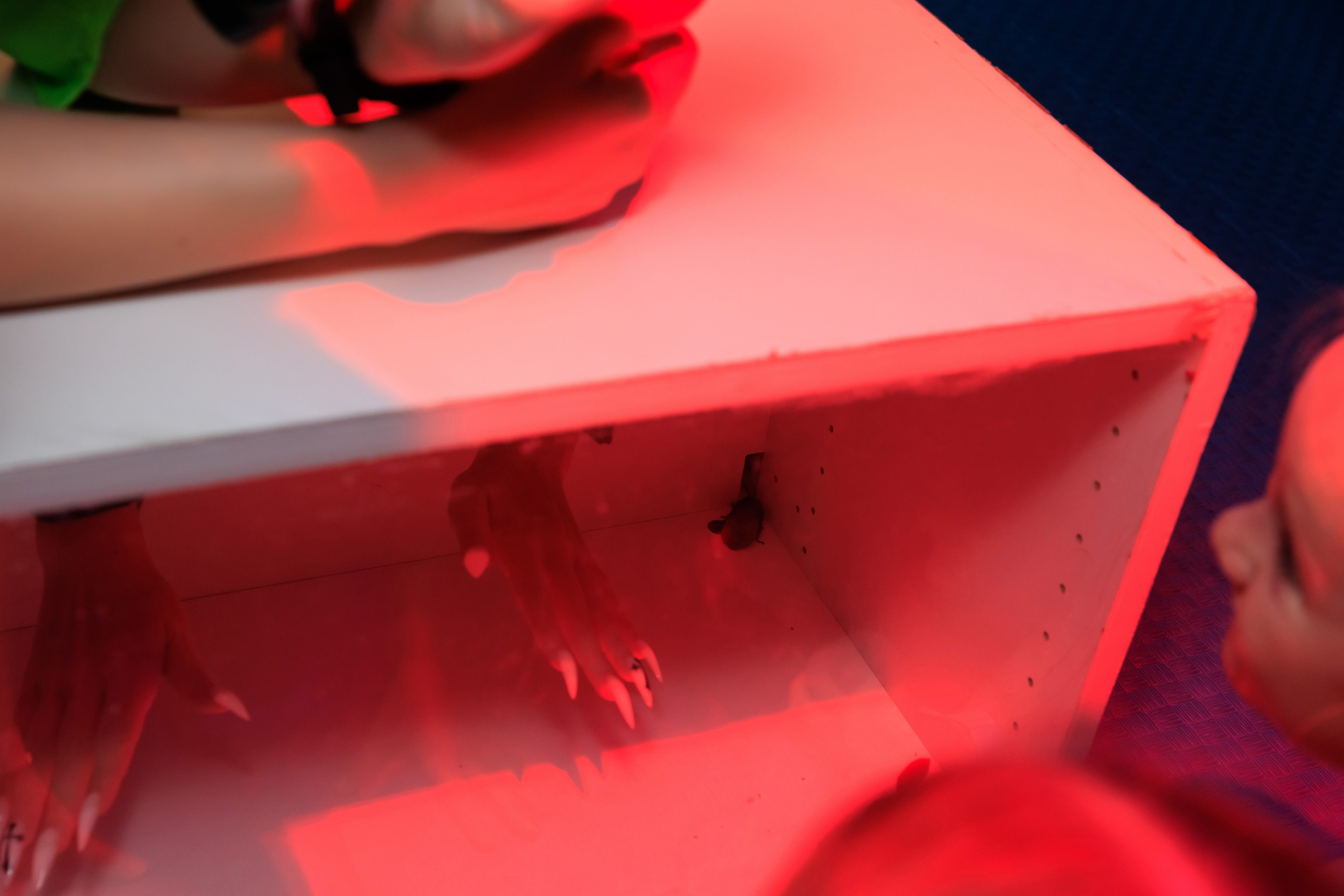 Рио kids. Фотограф Новосибирск — Наталья Гресь