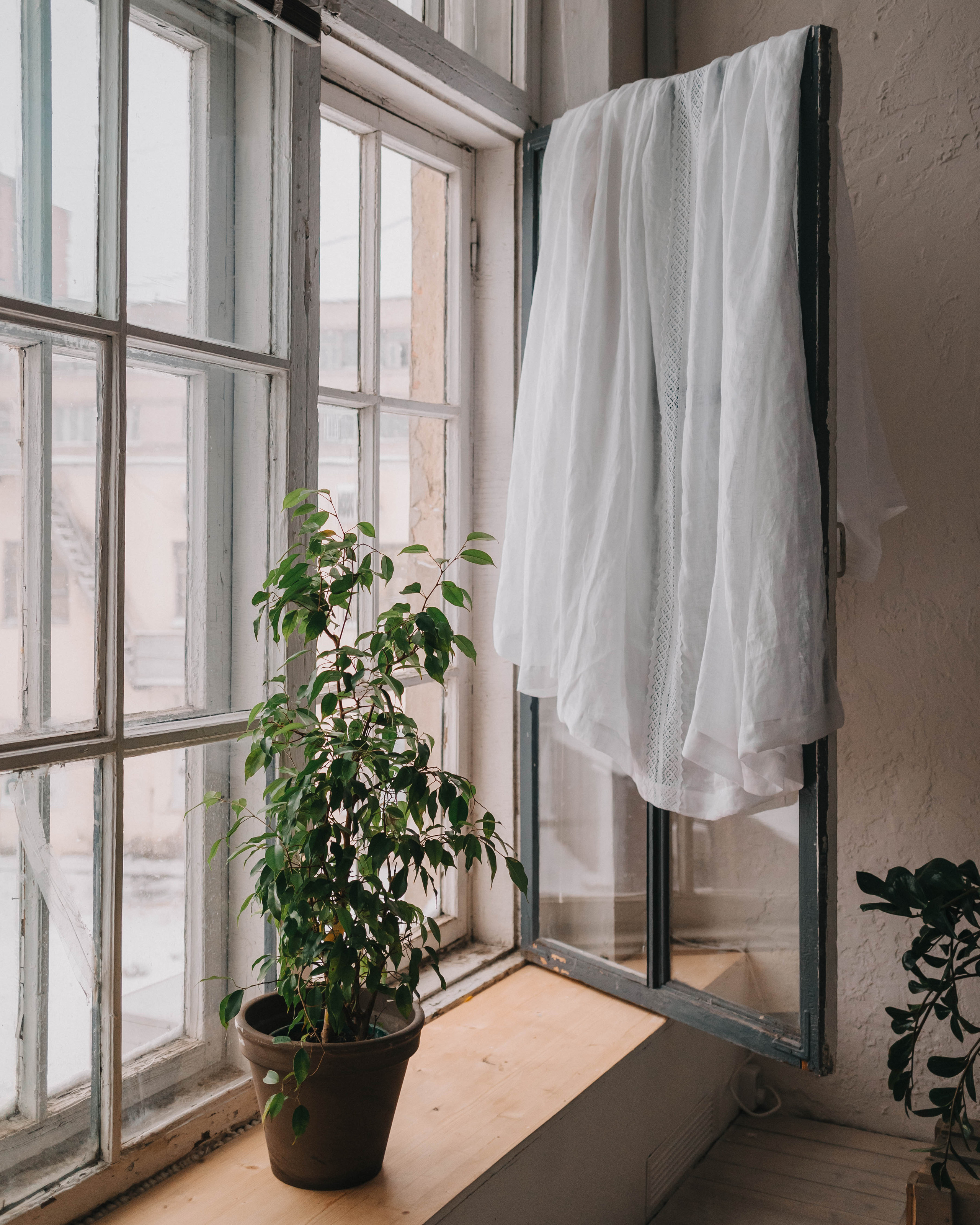 Льняные шторы «Dikaya morkov». Портретный фотограф в Минске Анна Волейко