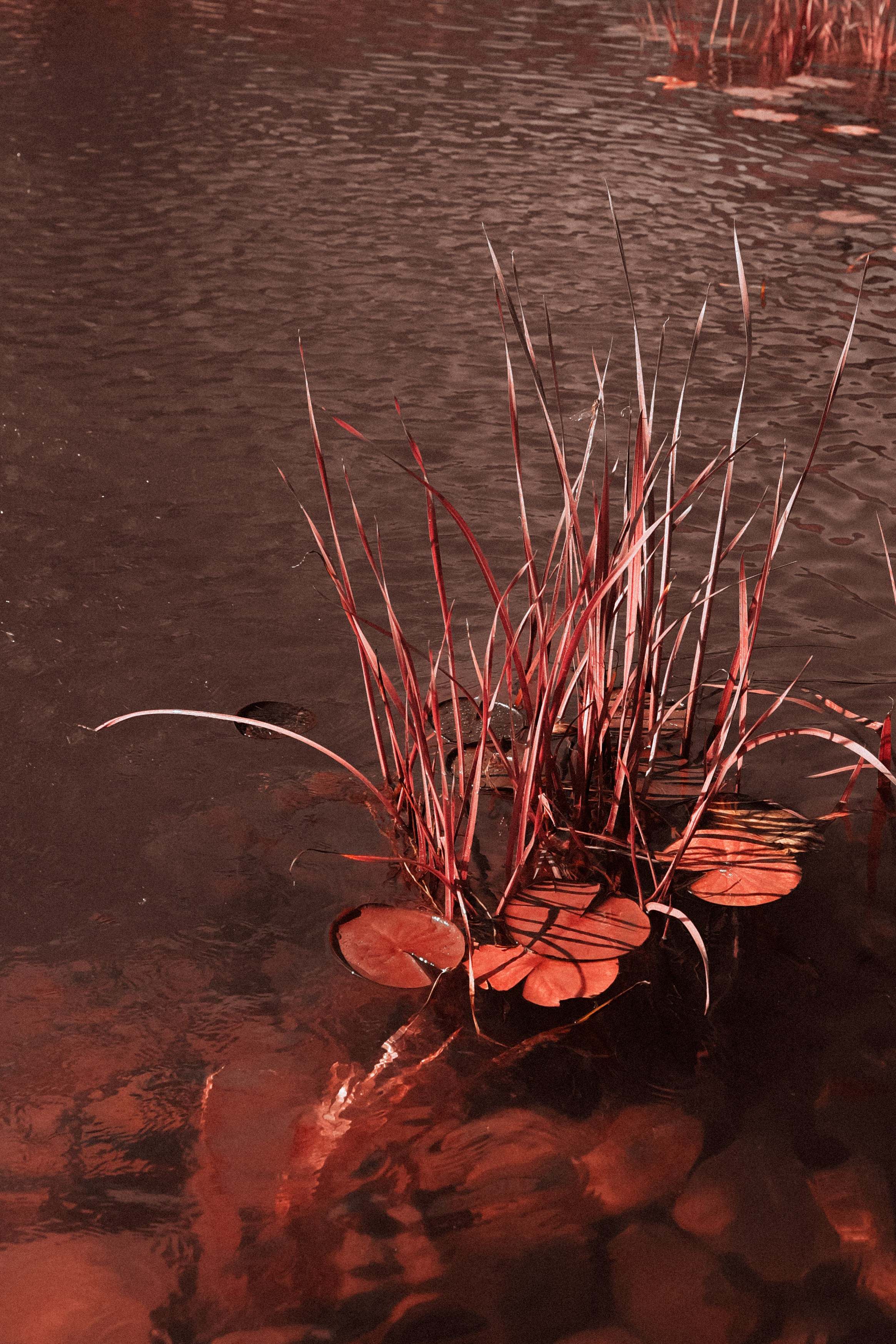 Екатерина. Withlovent | Фотограф в Севастополе