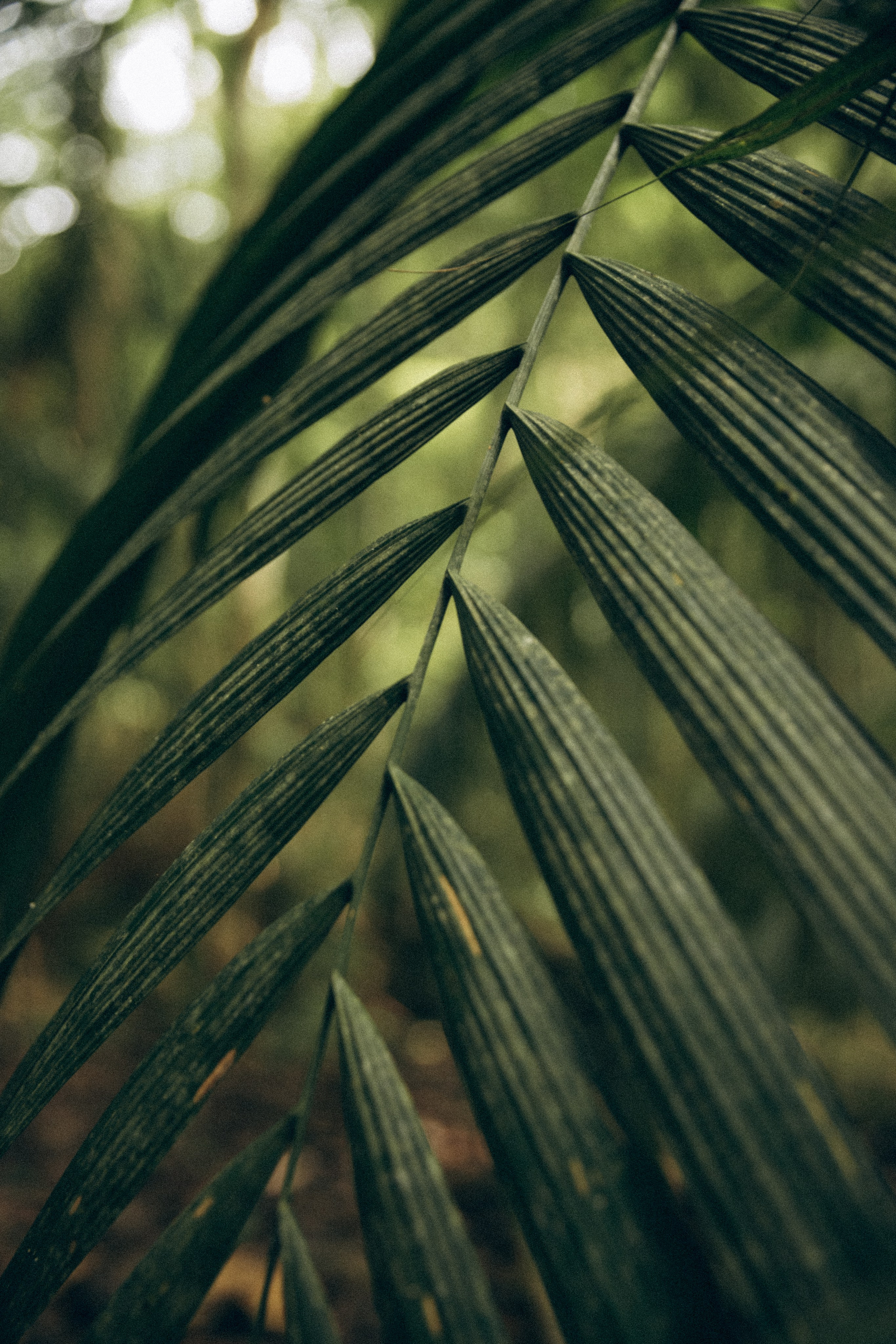 Vicky. Портретный фотограф / Панама / Анастасия Елизарова