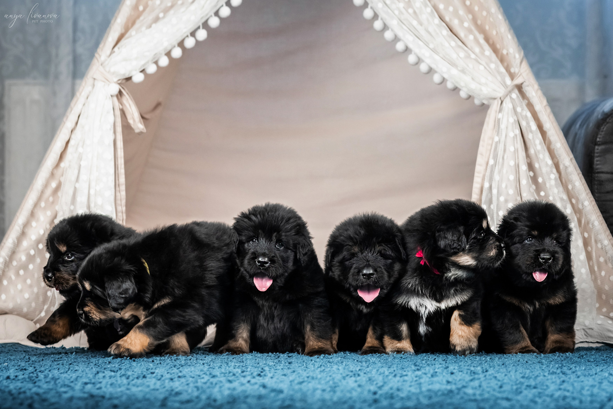 Тибеты. Фотограф анималист Аня Ливанова | Рыбинск