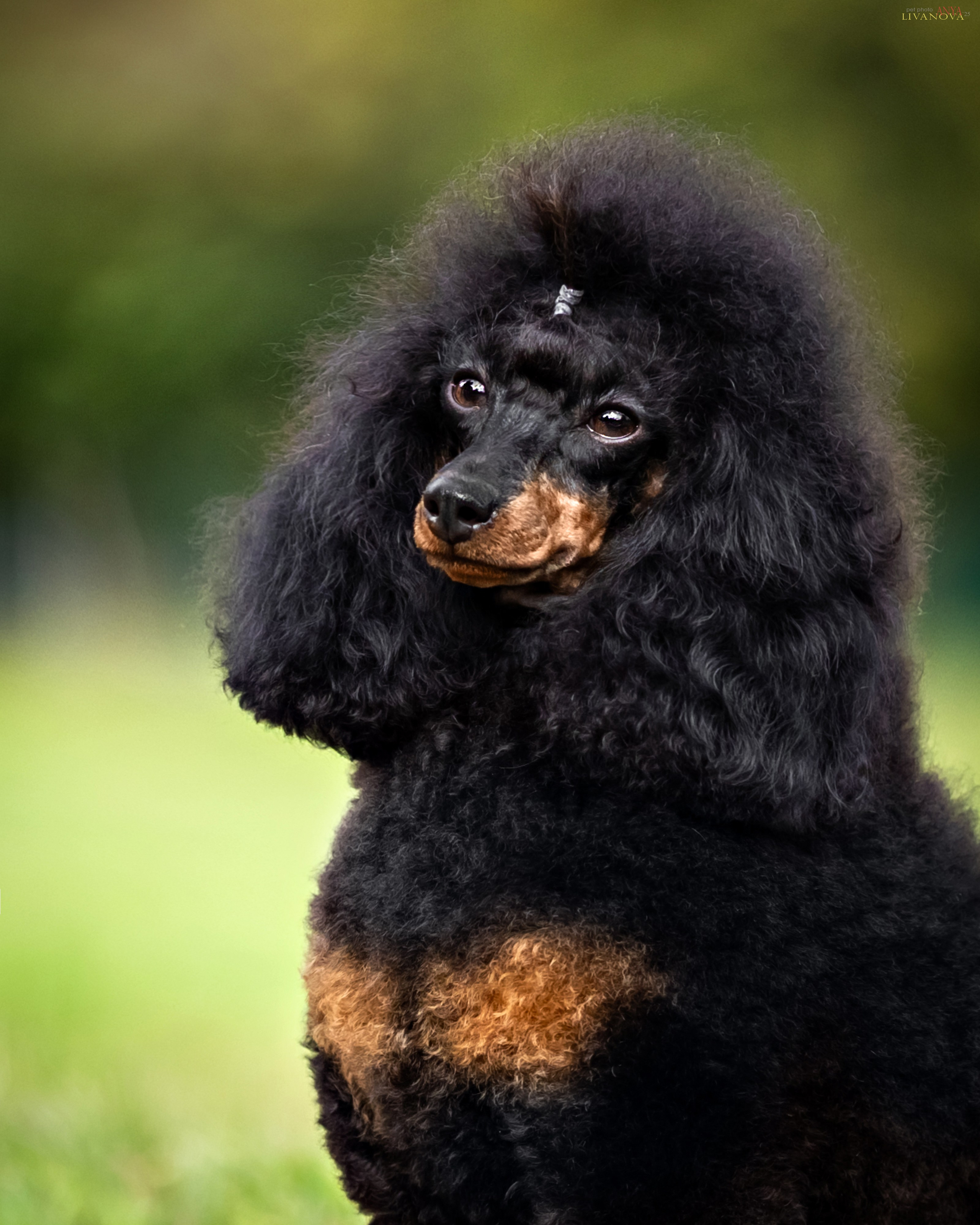 Пудель. Фотограф анималист Аня Ливанова | Рыбинск