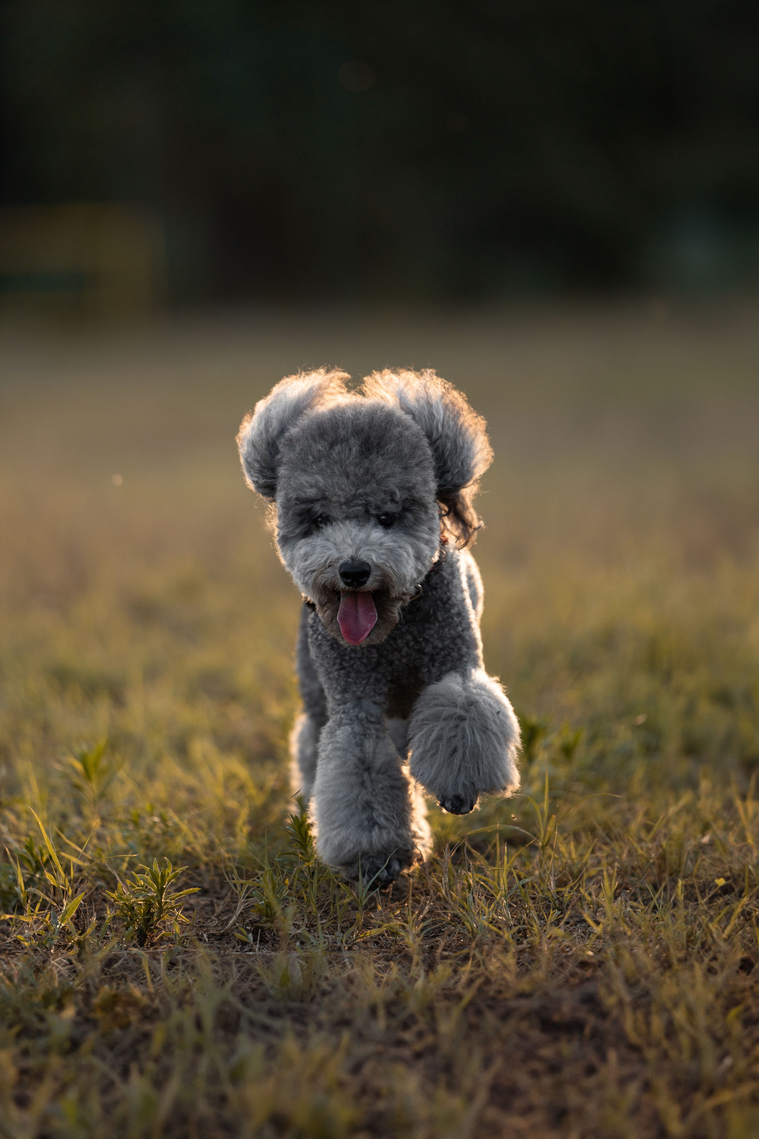 В Белграде на набережной. Фотограф анималист