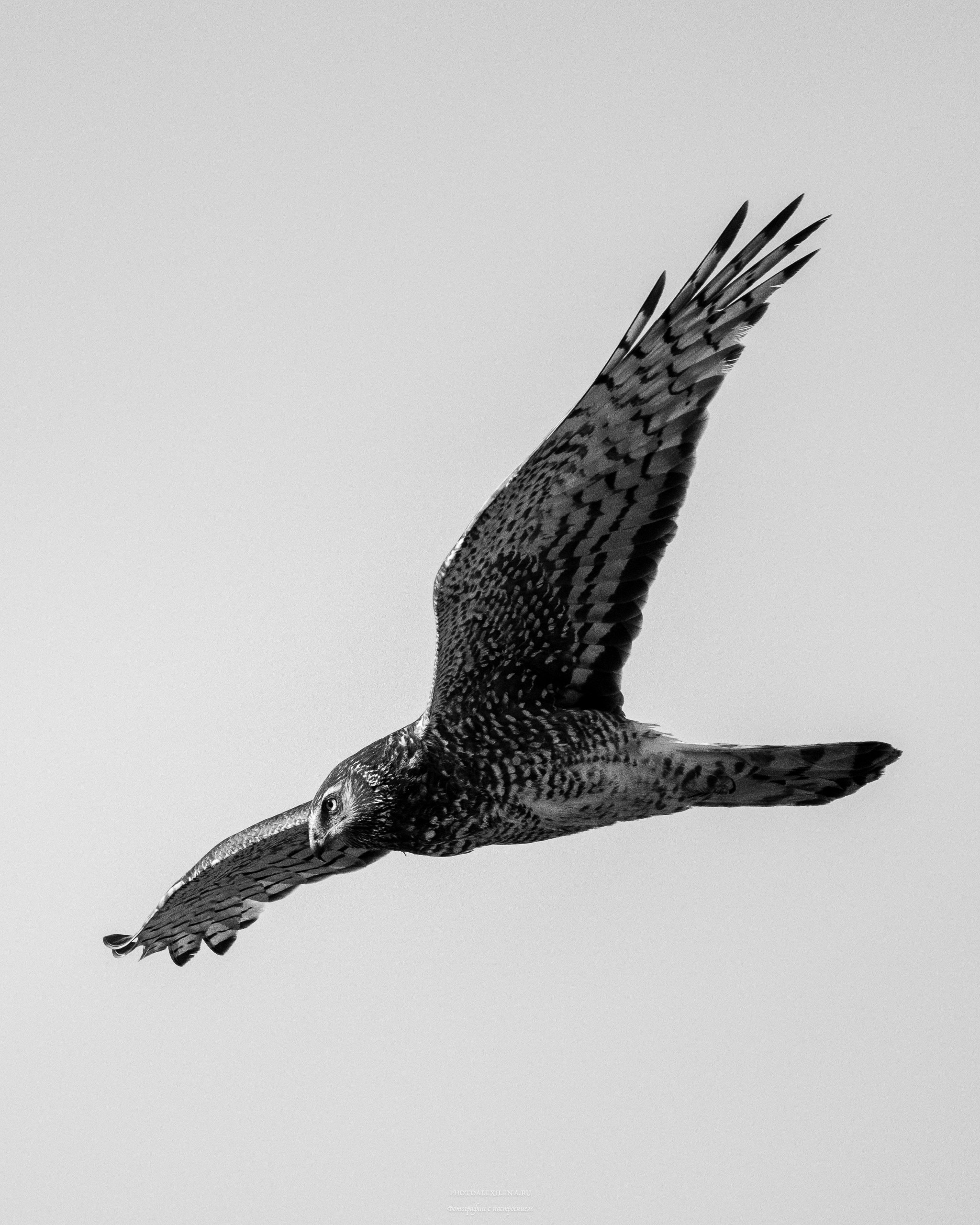 Чёрно-белые птицы. Авторские стильные фотокартины