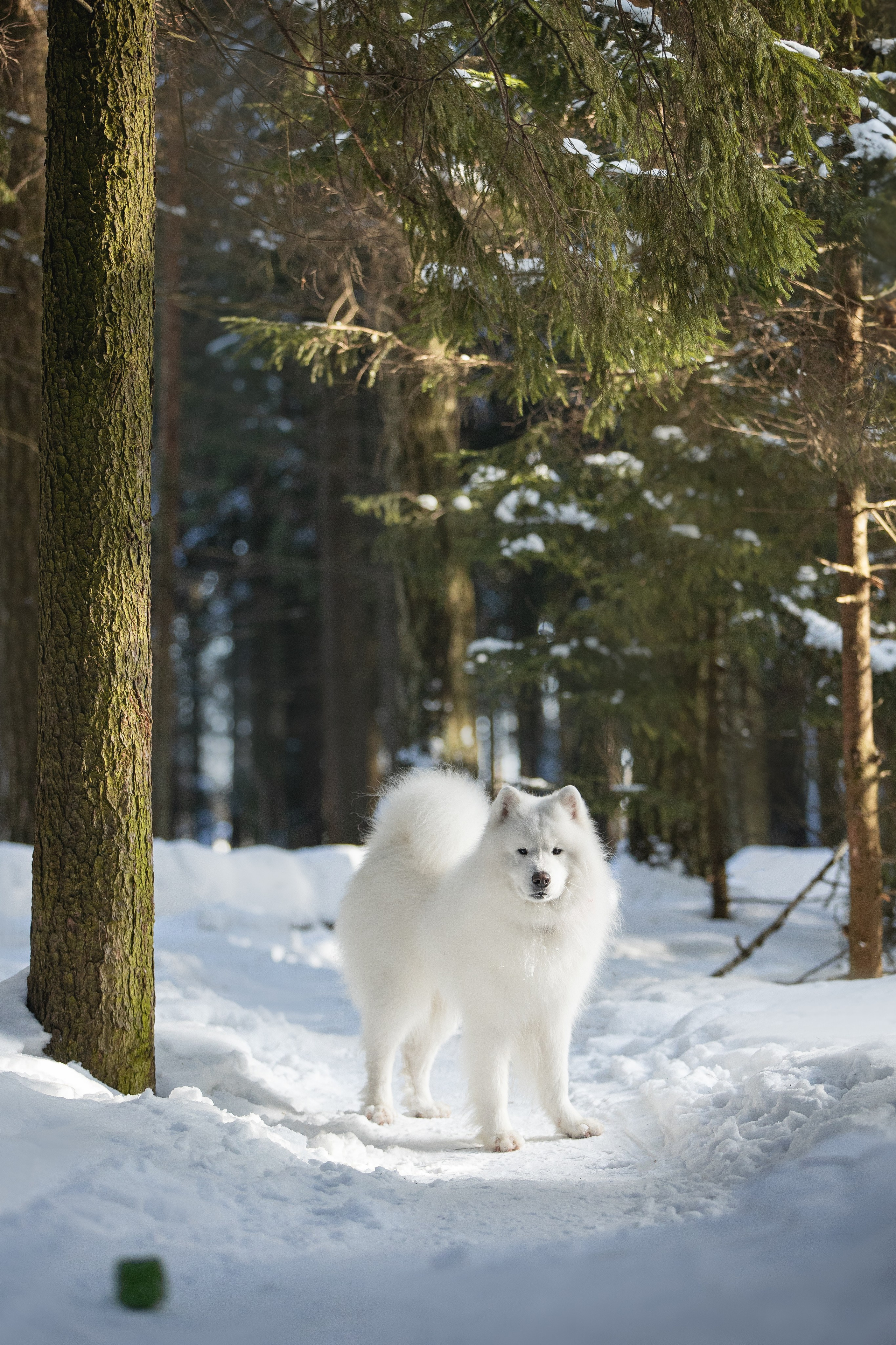 Дмитрий, Наталья и Панти. Фотограф анималист в Москве Майорова Евгения