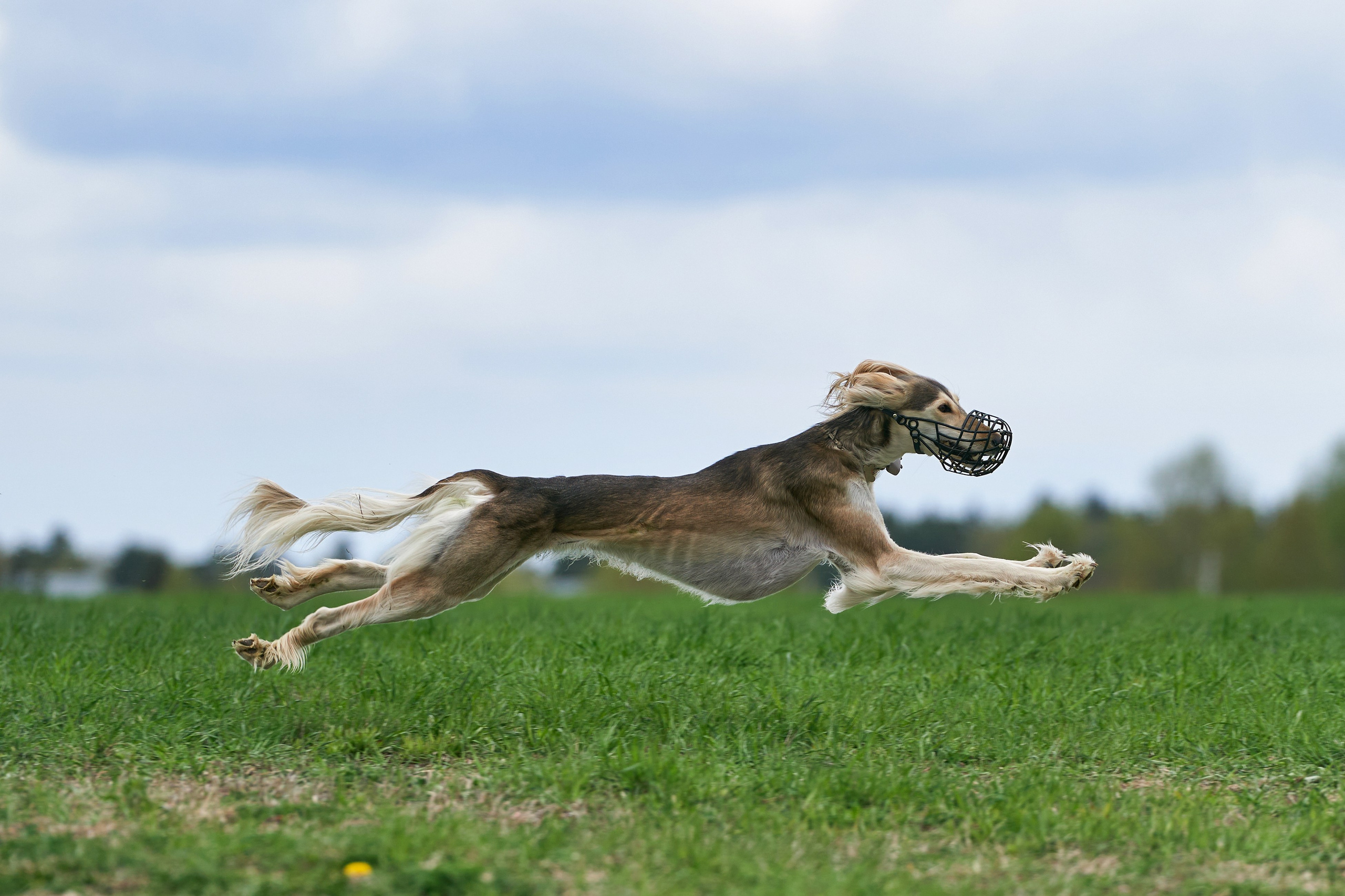 Репортажная съемка. Фотограф-анималист Михаил Манухин
