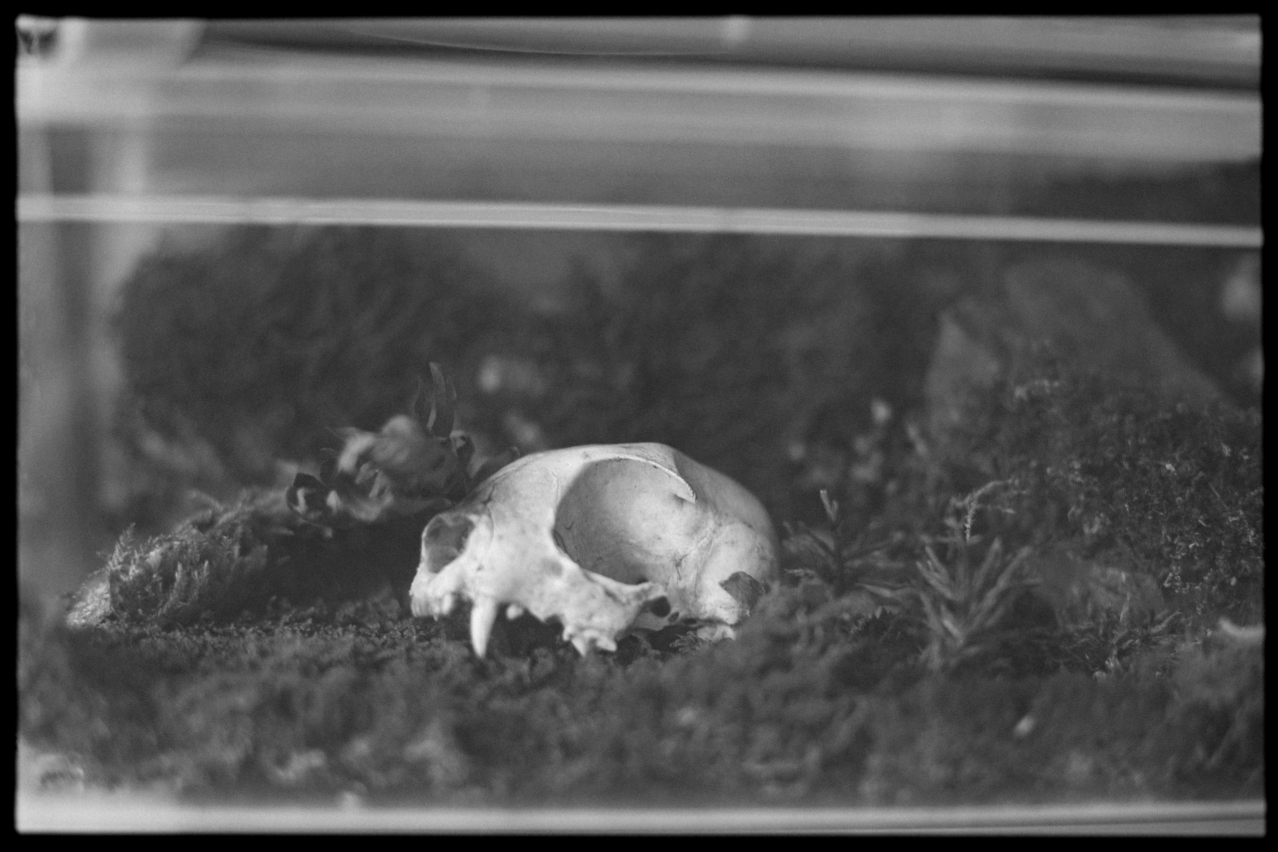 (YarOman) Жизнь в лесу. Фотография, как она есть