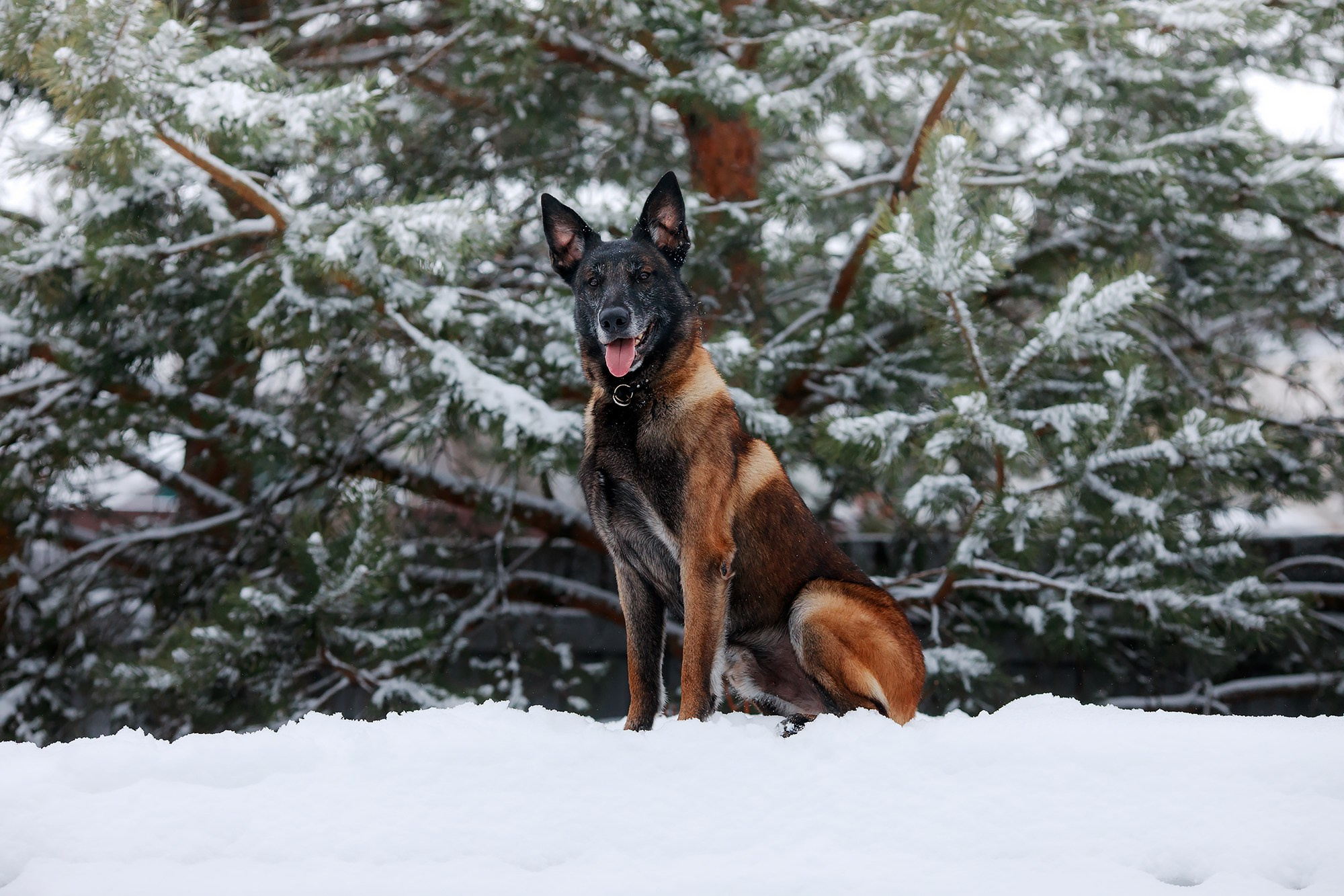 Зимние портреты. Фотограф-анималист Mary Mart — Москва, Питер