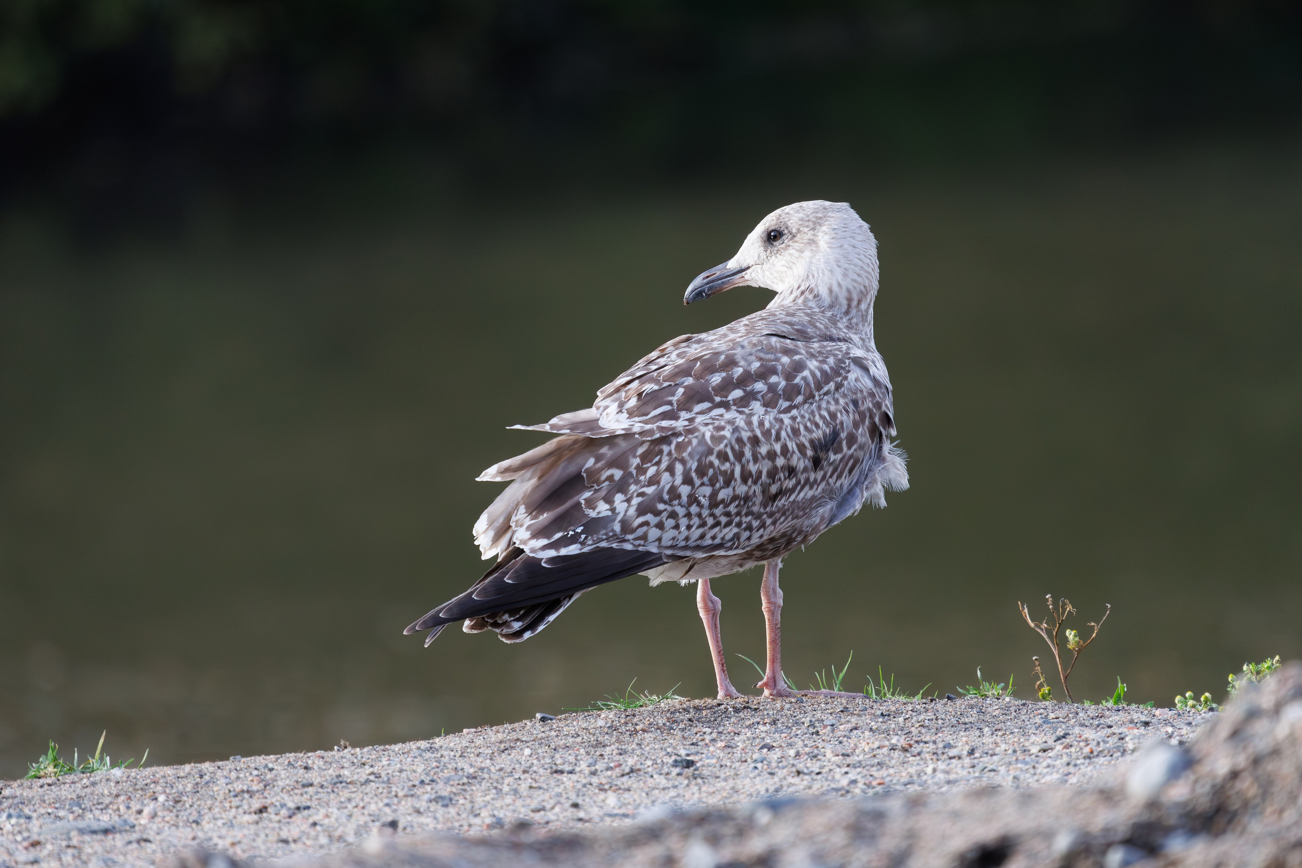 Птицы г. Мурманска. Птицы парков г. Люберцы