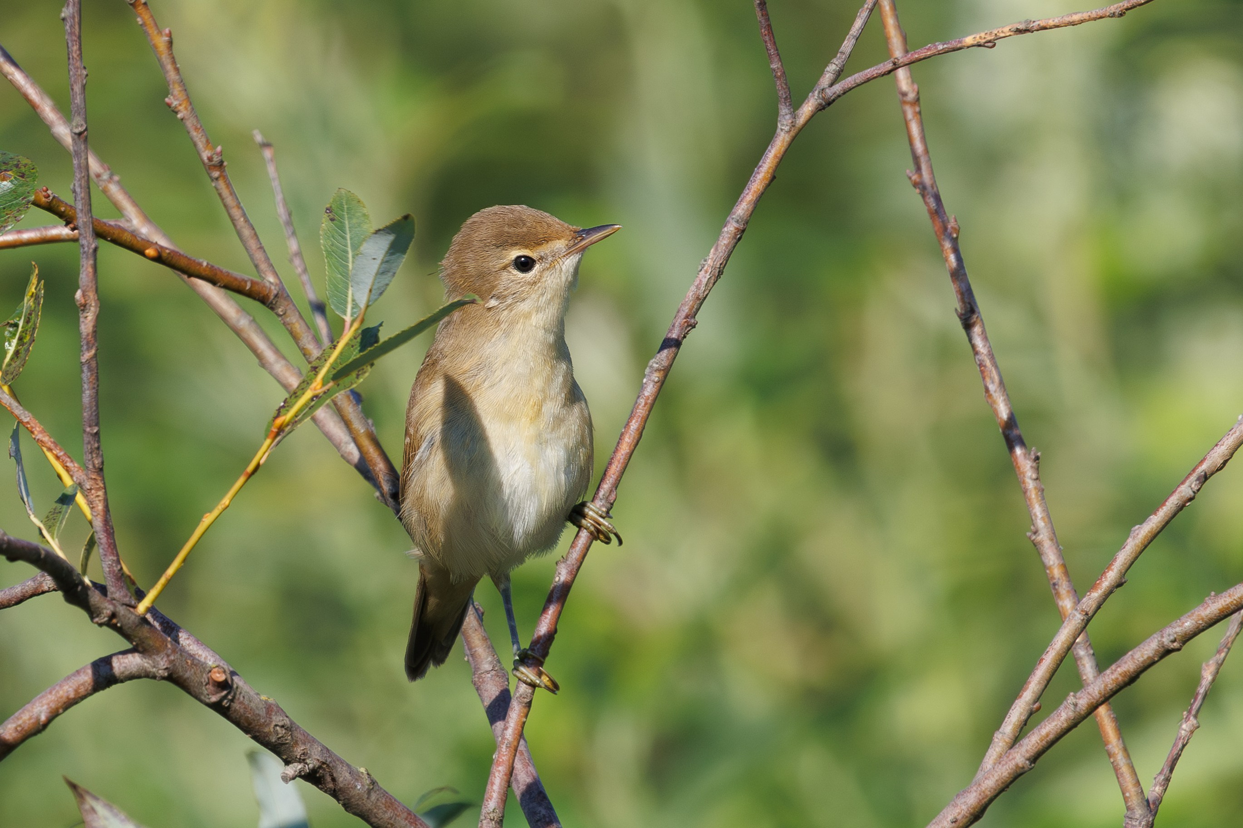 Птицы Москворецкого пойменного заказника. Птицы парков г. Люберцы