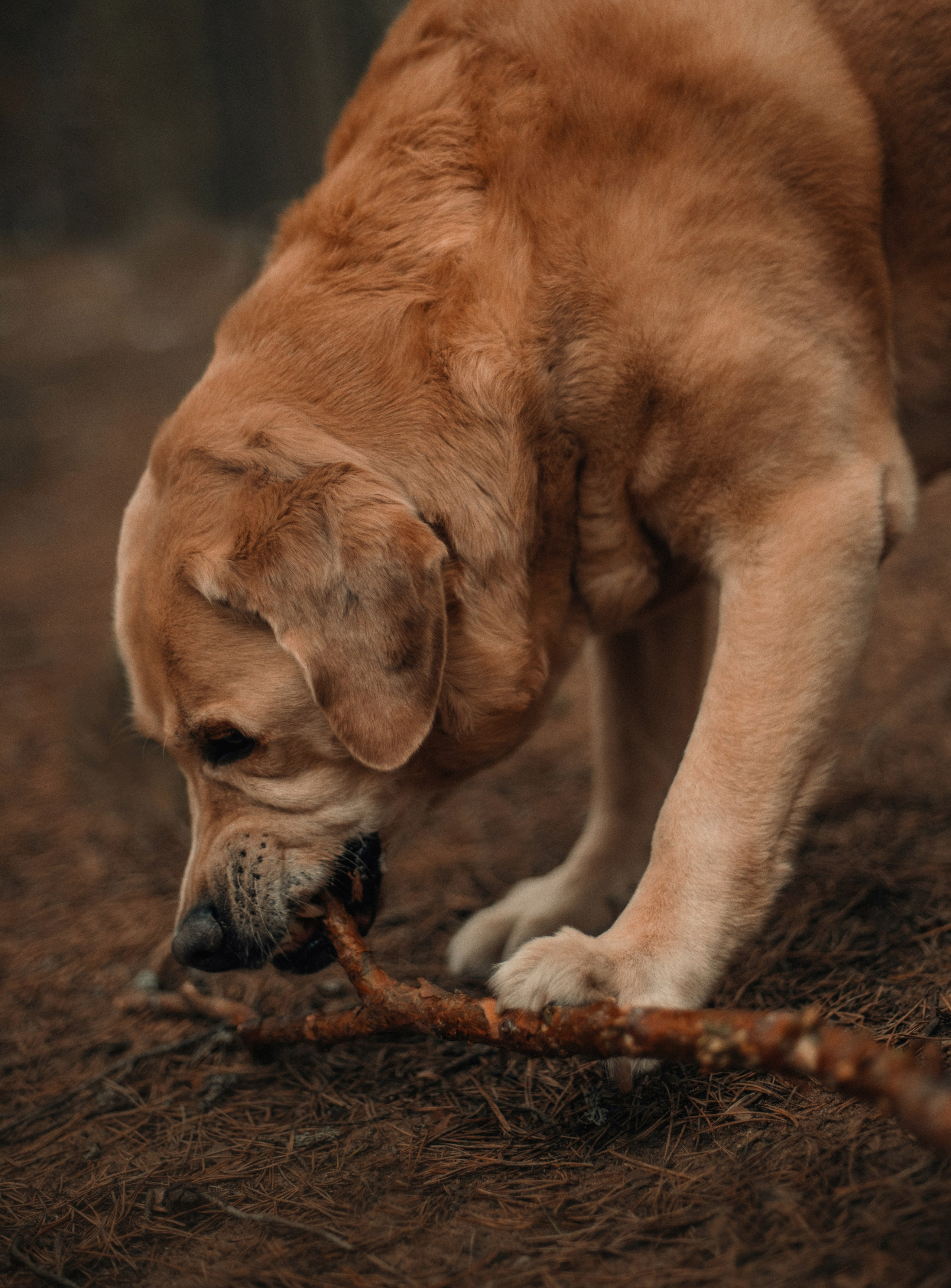Прогулка: берн Пума, Фрэнк и Юля в Питере. Портфолио