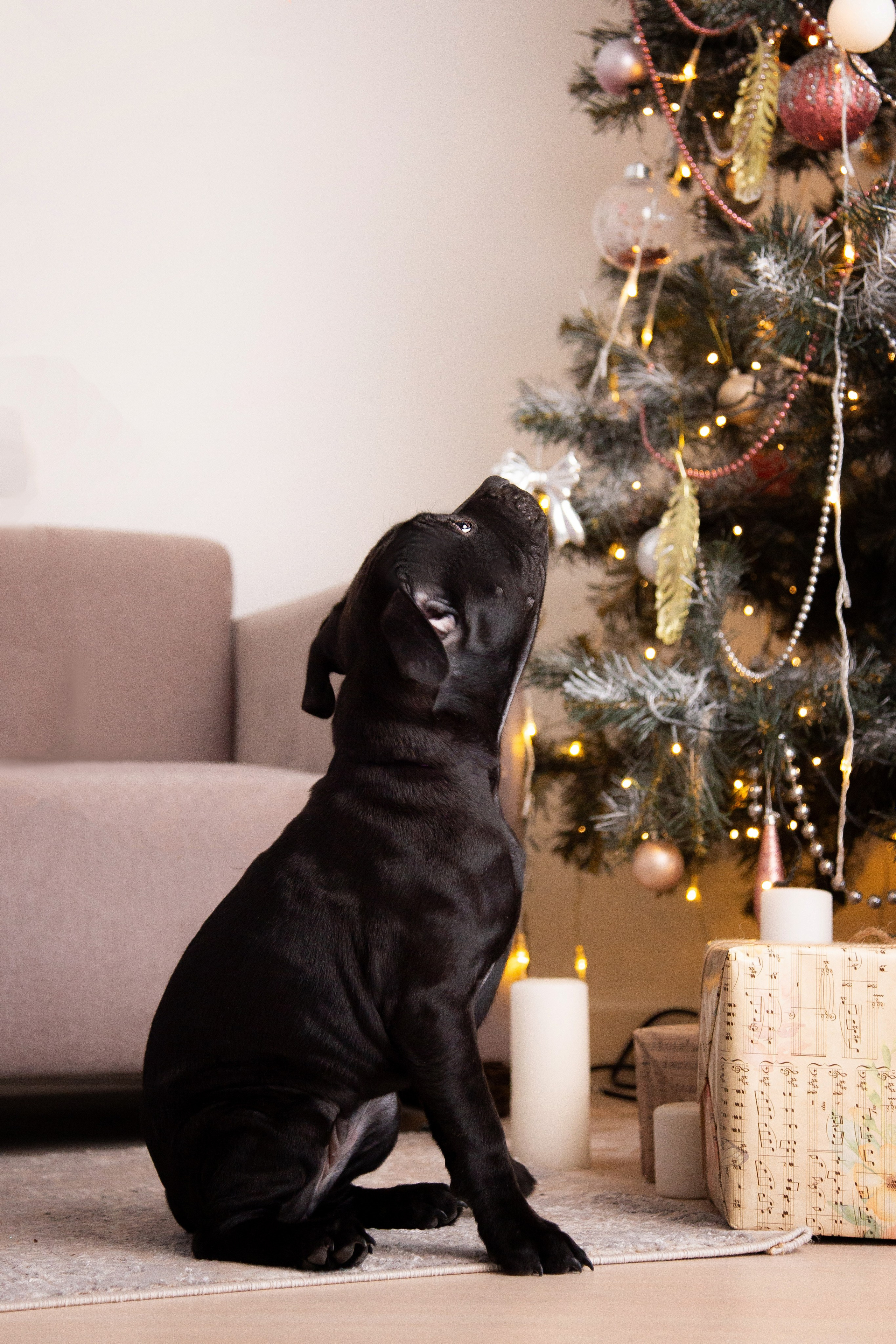 Новогодние малыши. Фотограф Анималист в Перми Анастасия Остерман