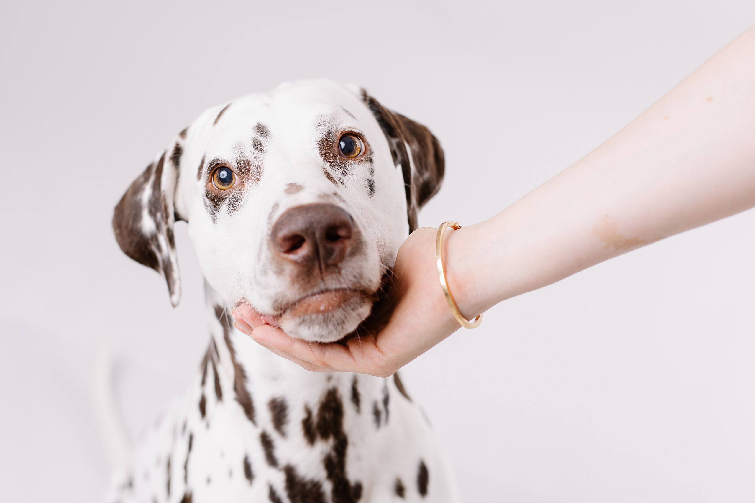 Hundeportfolio | Hundefotograf München & Ismaning