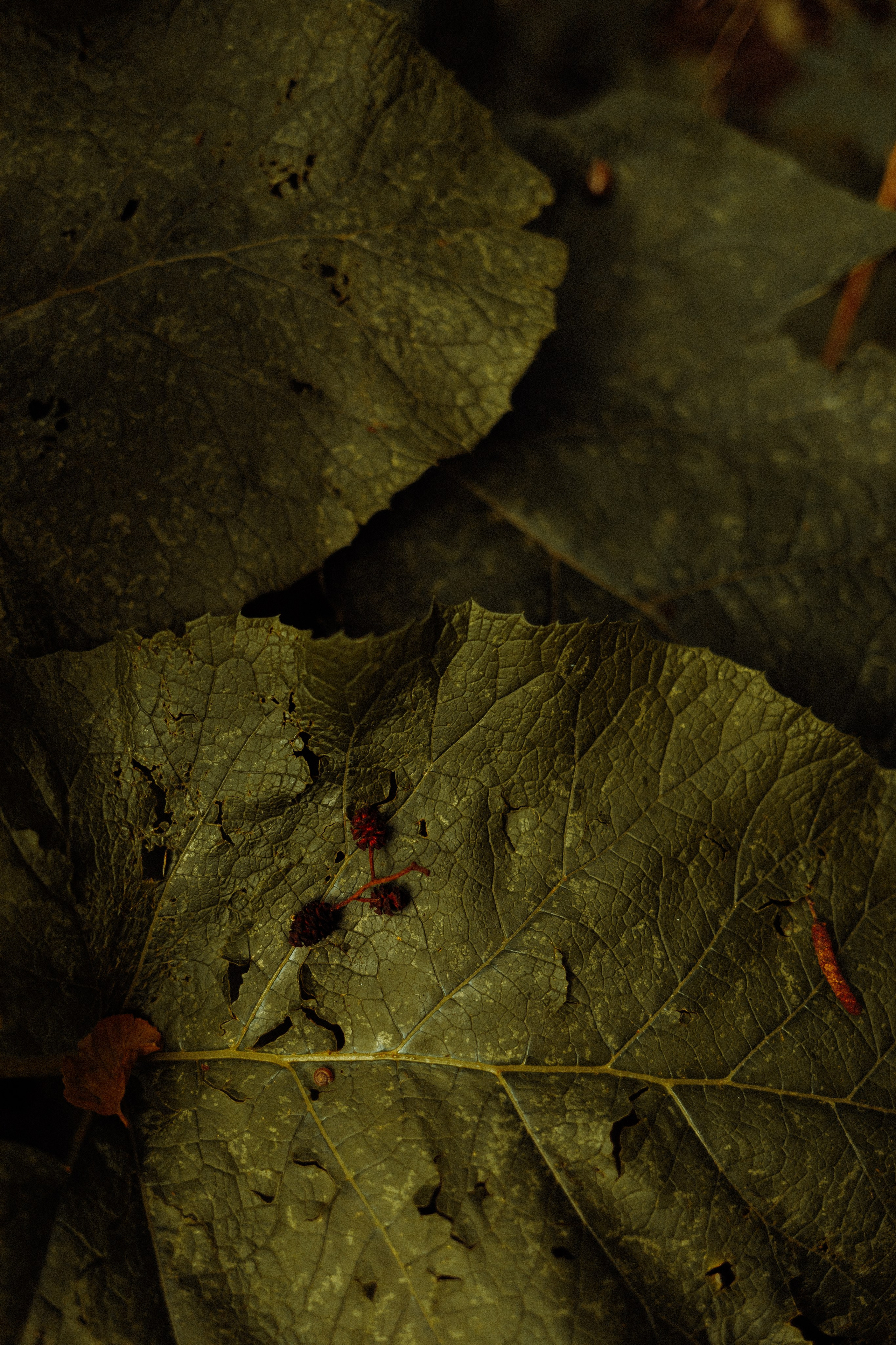 Фотографы Калининграда. Семейный детский фотограф в Калининграде Анна Каратай