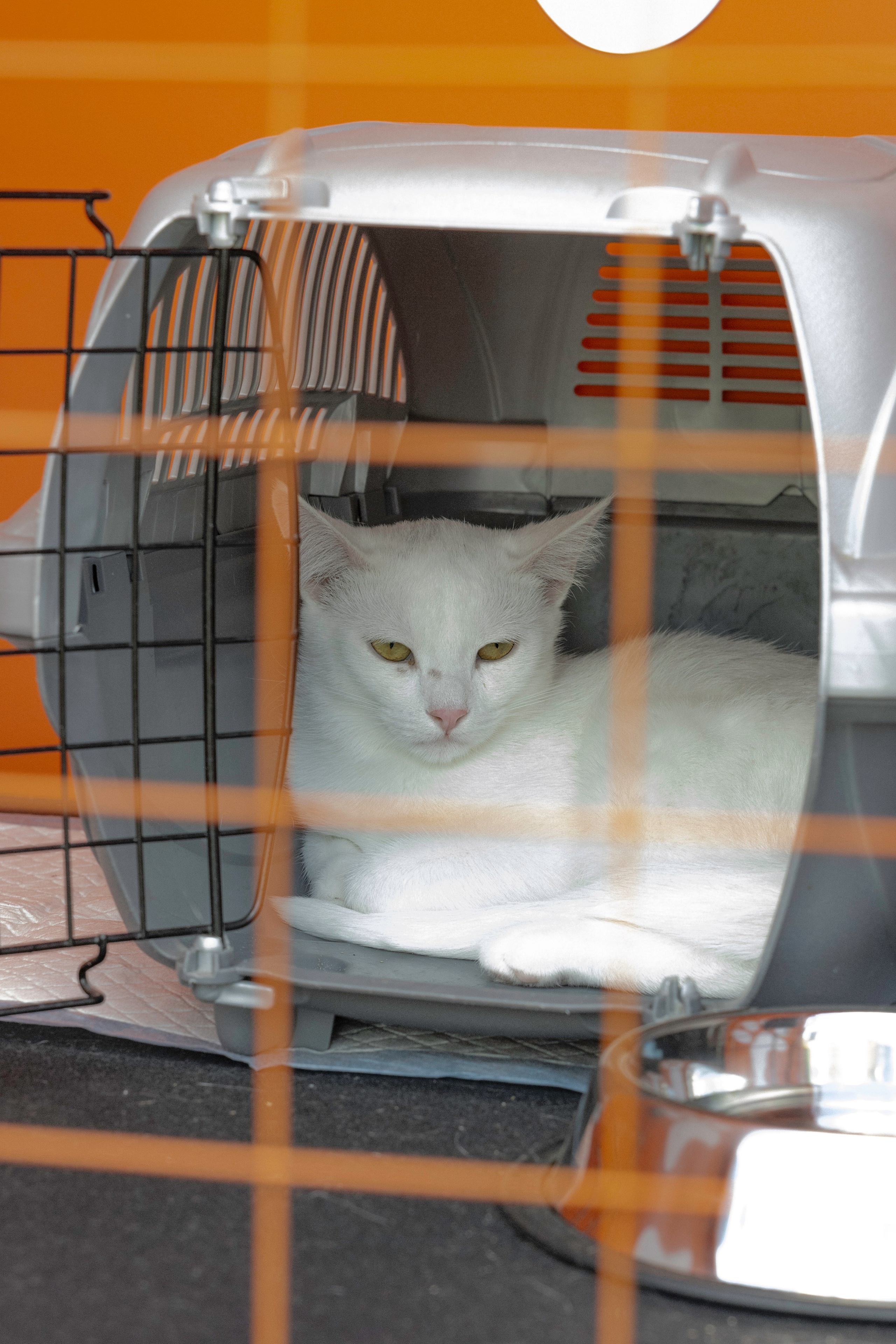 «ЛапкиФест». Фотограф, получающий удовольствие от своей работы