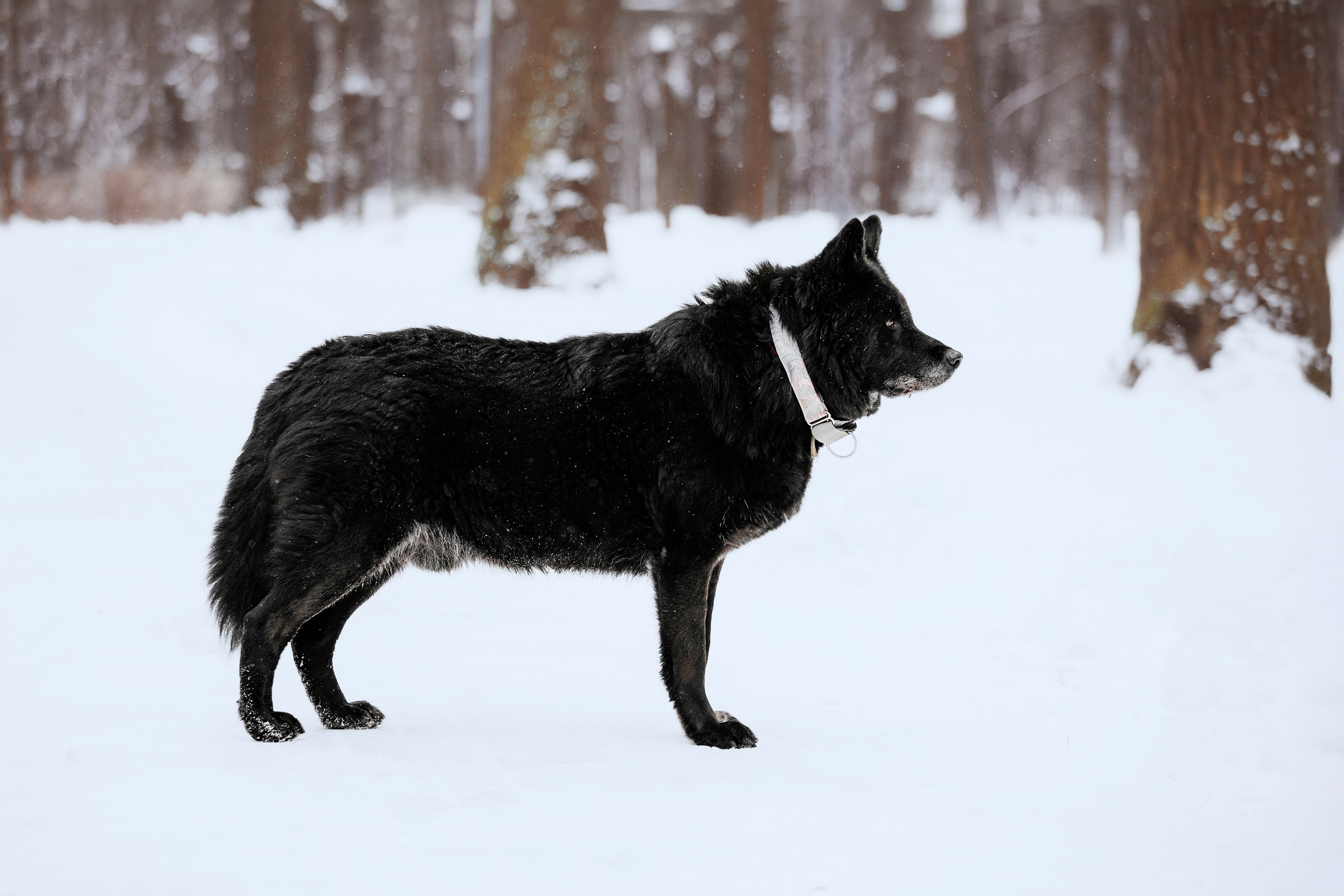 Собаки из приюта Дубовая роща зима. Фотограф-анималист Татьяна Степанова