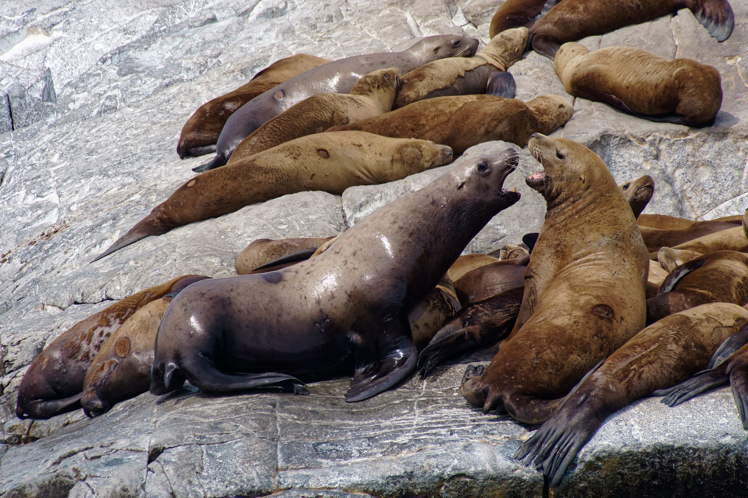 Шерсть, лапы, плавники. Семоха Валерий. Фотограф
