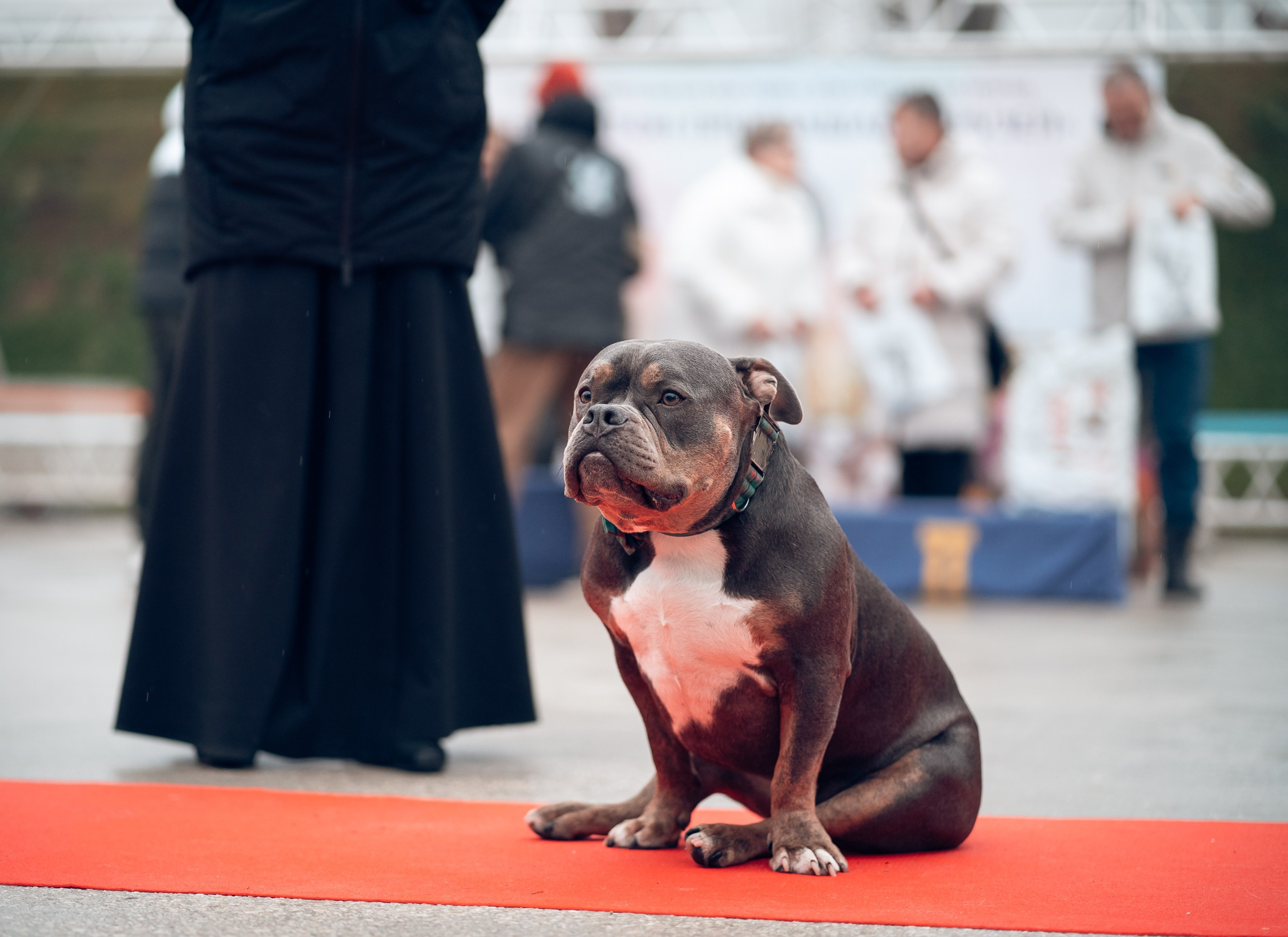Благотворительная выставка собак в Новом Херсонесе г. Севастополь. Церковный фотограф Севастополь