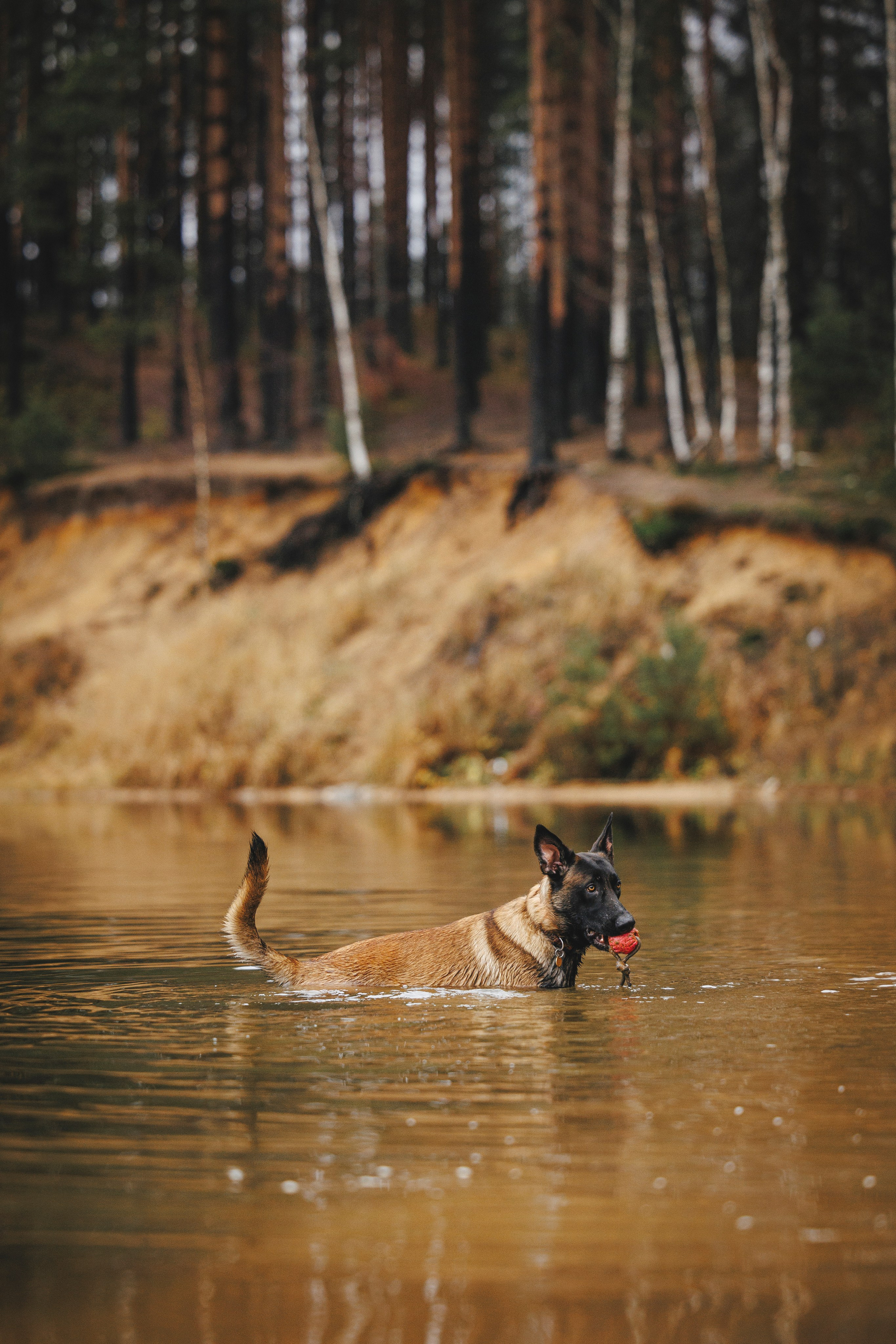 Омен, Айс и Рицу. Фотограф-анималист Анна Маринич