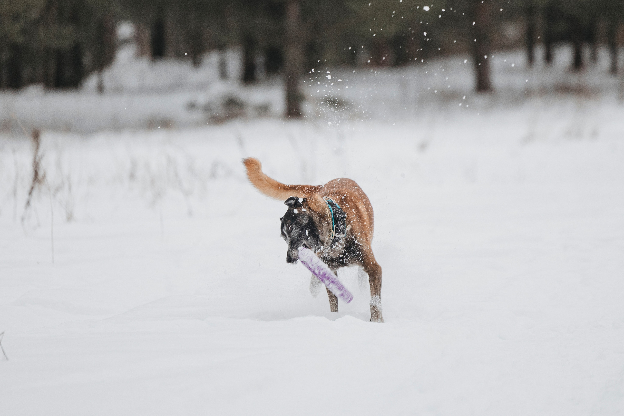Даша, Омен, Айс и Рицу. Фотограф-анималист Анна Маринич