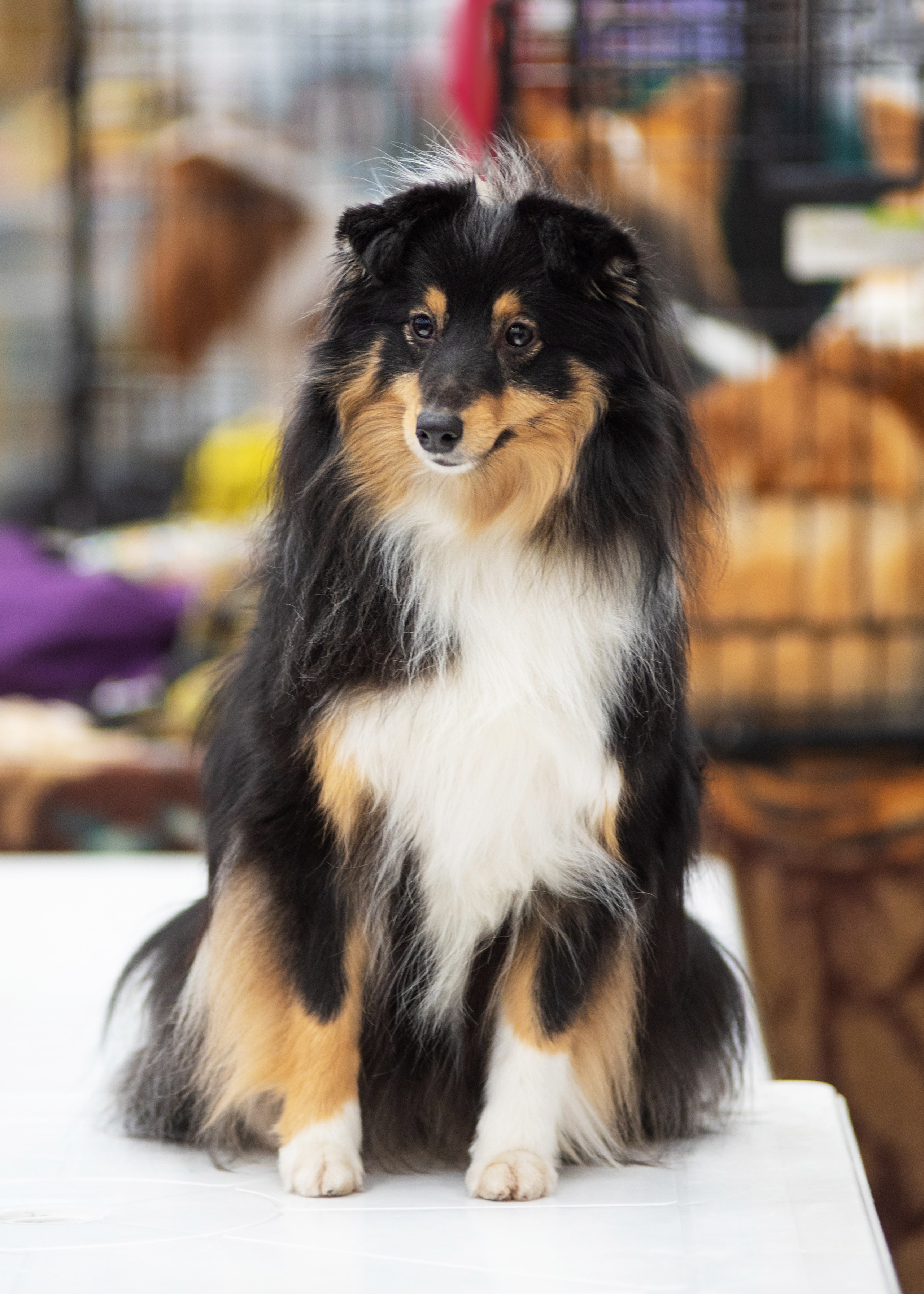 Выставка собак тюмень 14.01.2023. Дог-фотограф в Тюмени Александра Королева