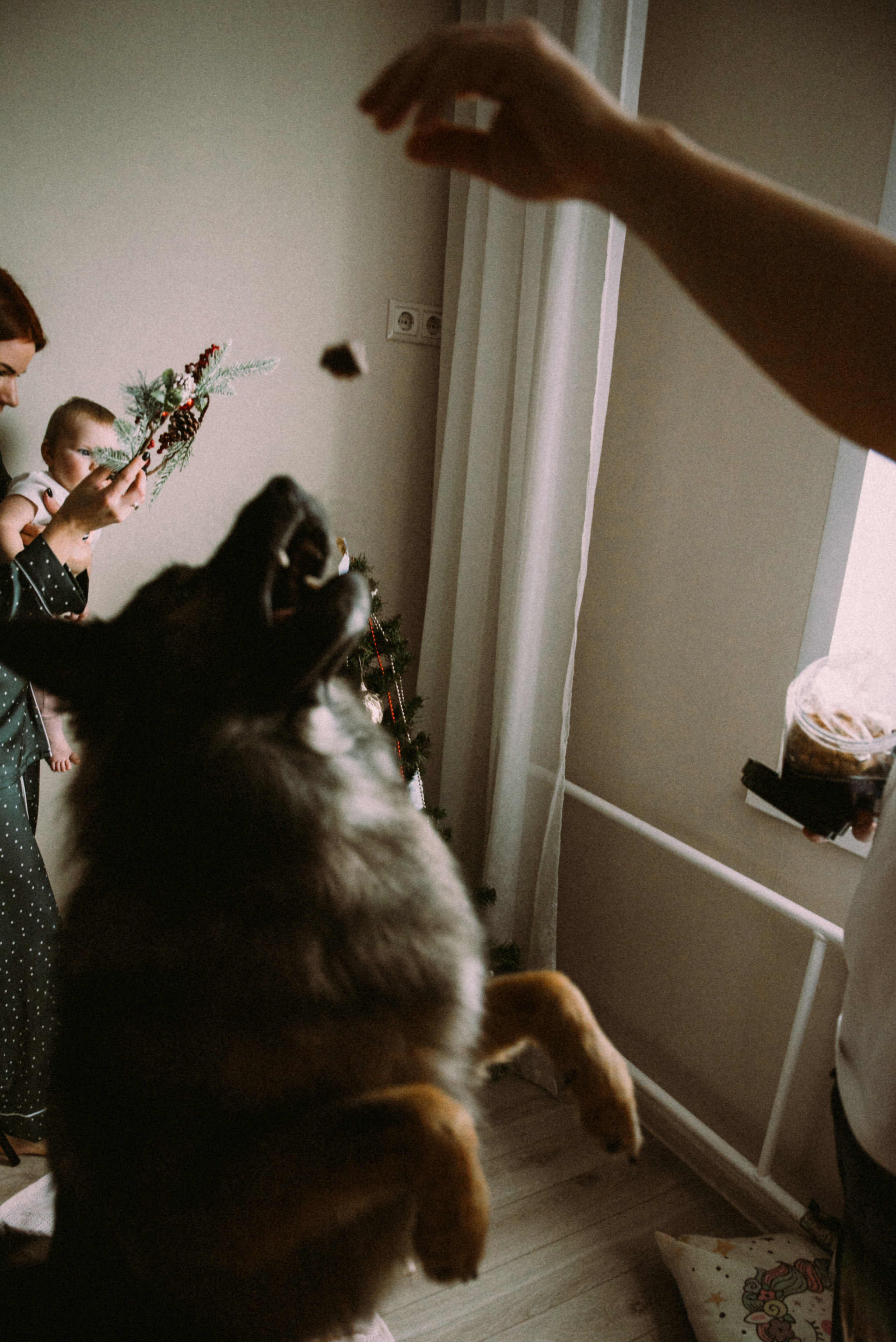 Новый год дома. Фотограф Москва Татьяна Гайдаржи