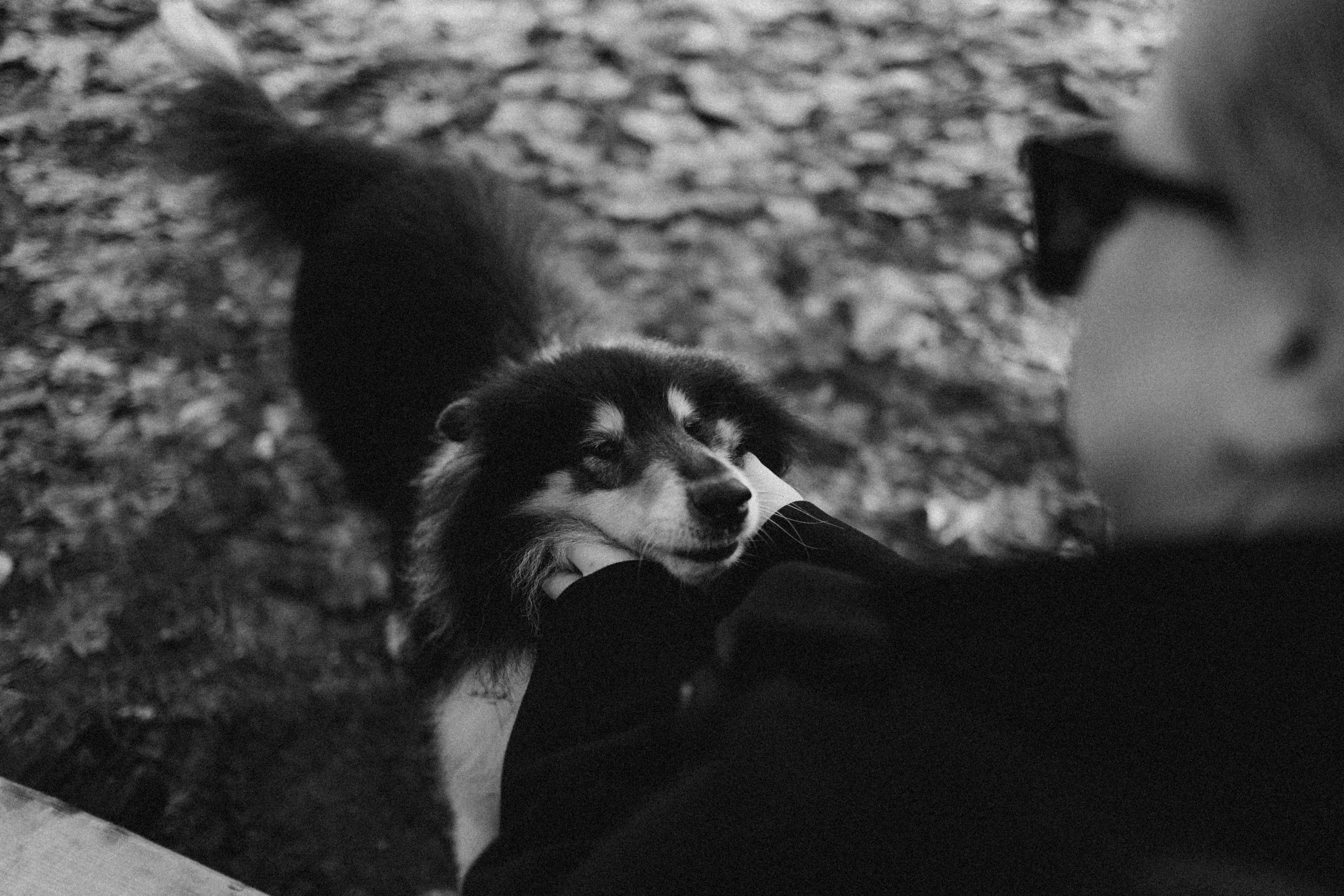 Ия и Барт. Фотограф — Анималист | Санкт-Петербург