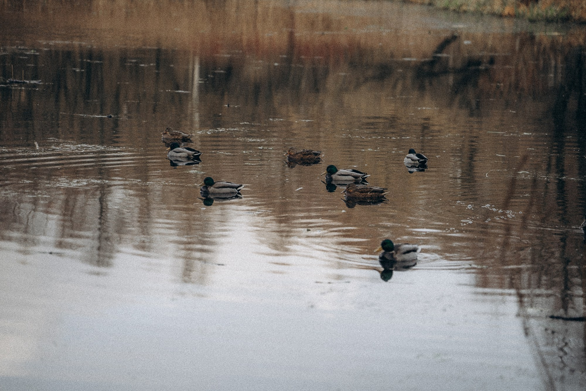 Туся. Фотограф анималист в Москве и Санкт-Петербурге Свиридова Анна