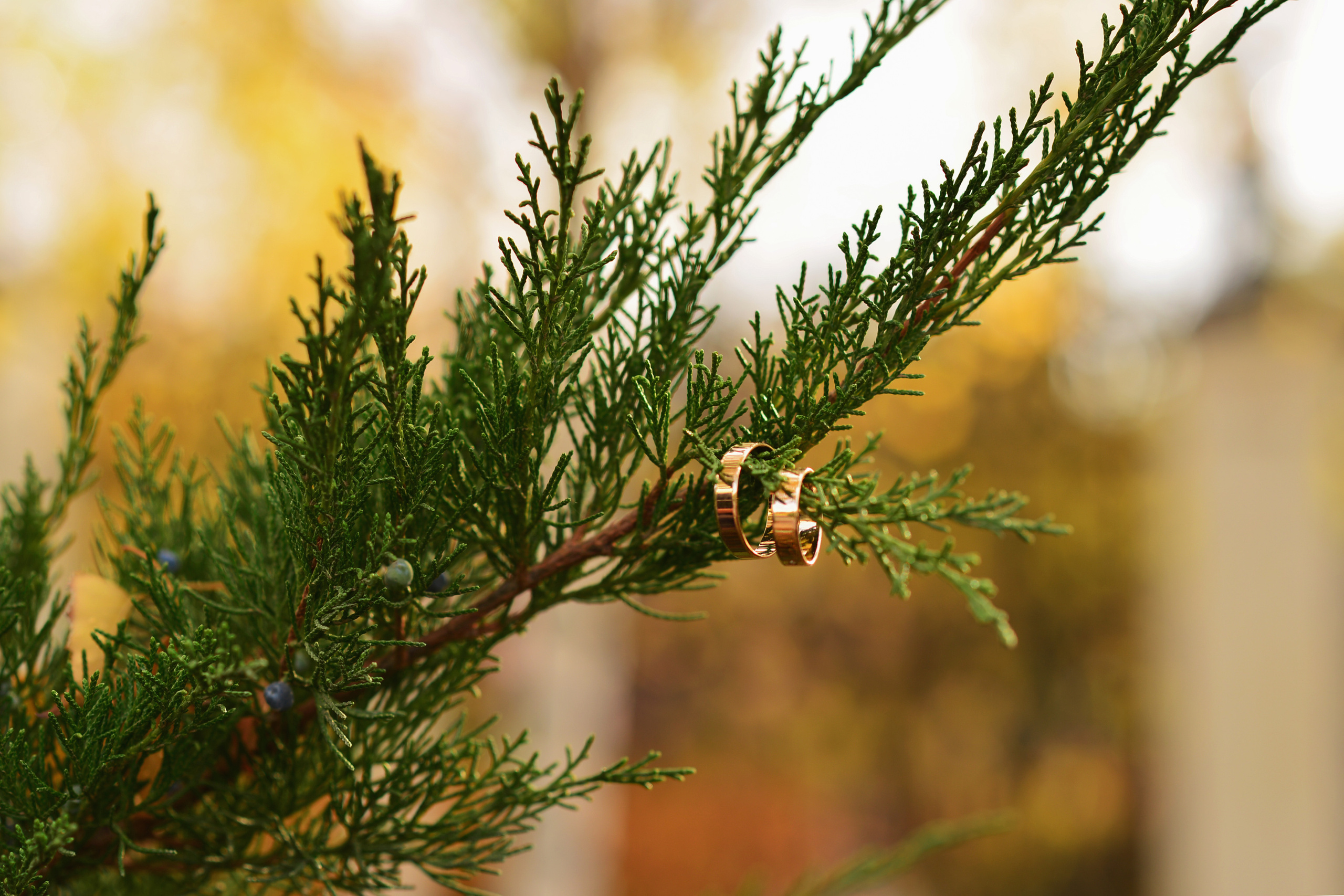 Alina & Dima. Фотограф Кириенко Саша I Краснодар I Горловка I ДНР I КРД