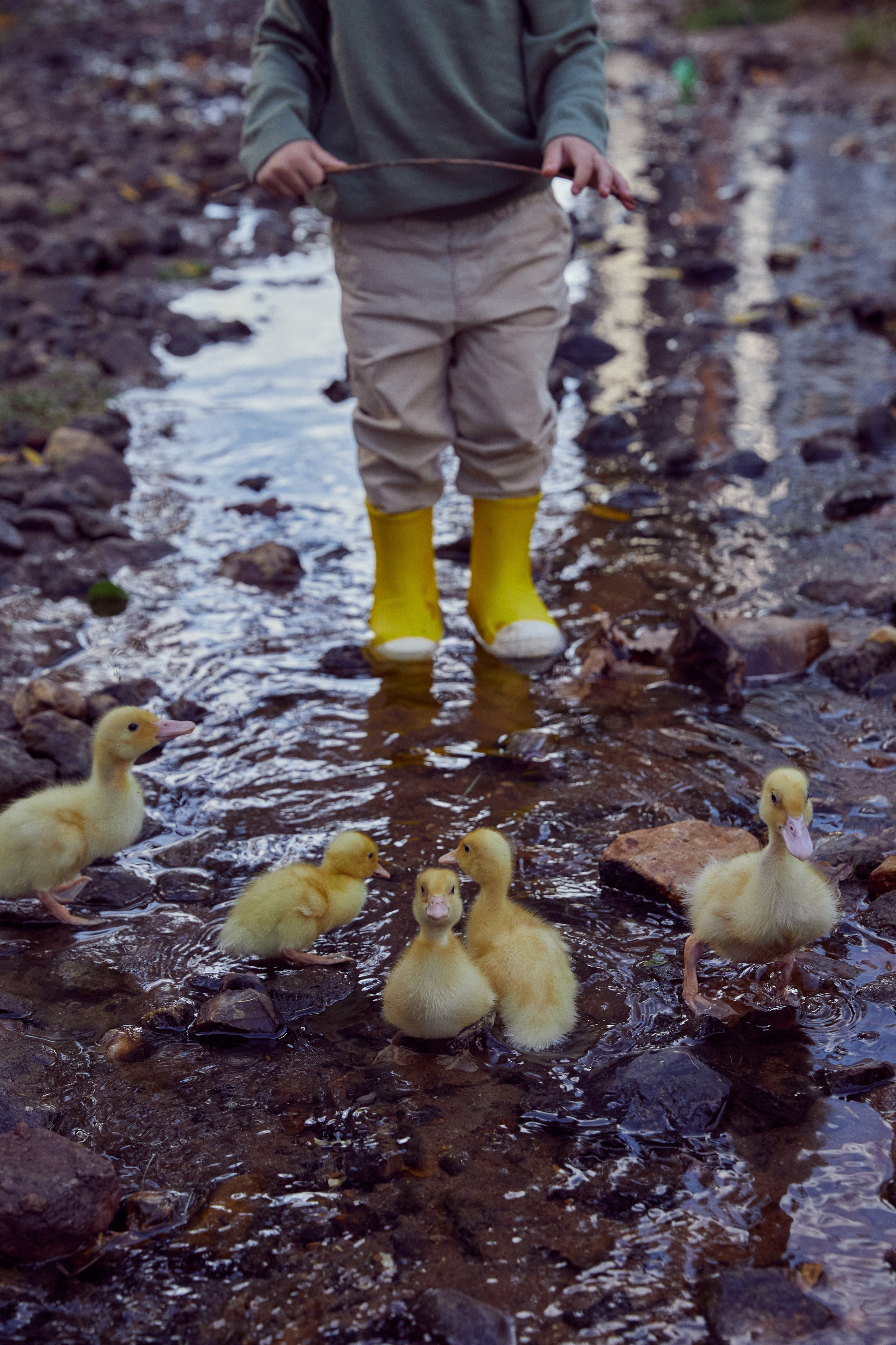 Фотодень с утятами (пруд). Фотограф
