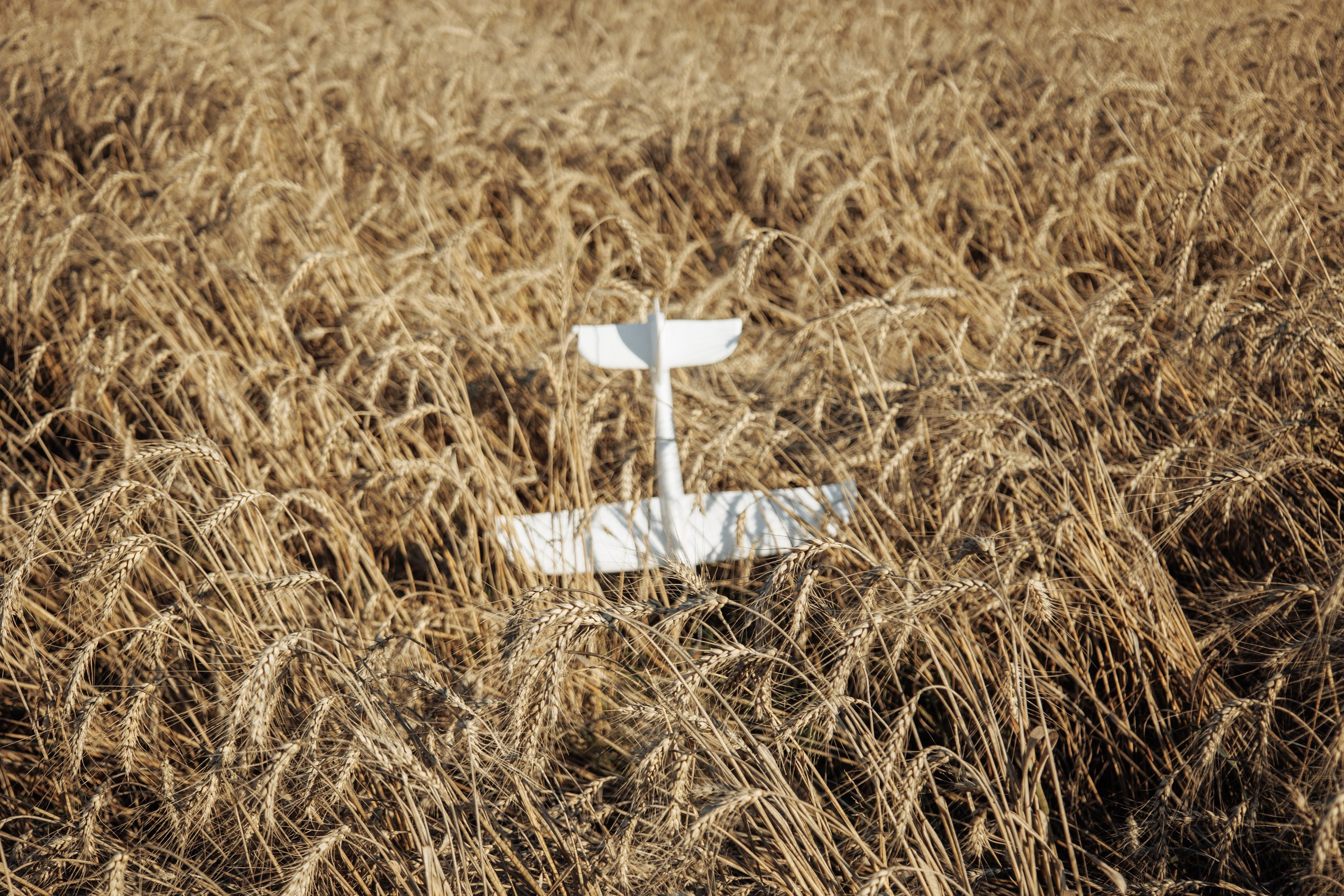 Прогулка в поле. Женский и семейный фотограф в Москве Никулина Алена
