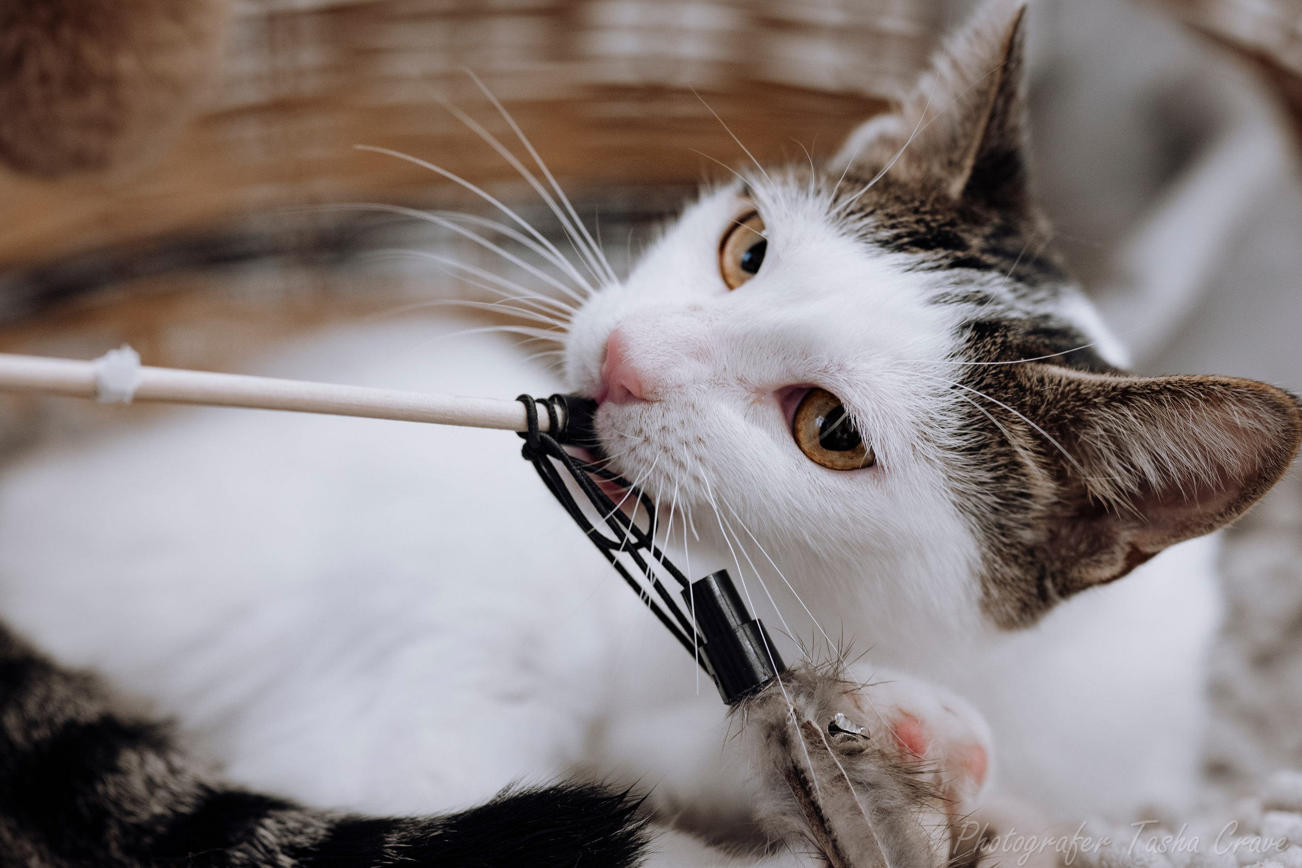 Фотограф анималист в Санкт-Петербурге Таша Крейв