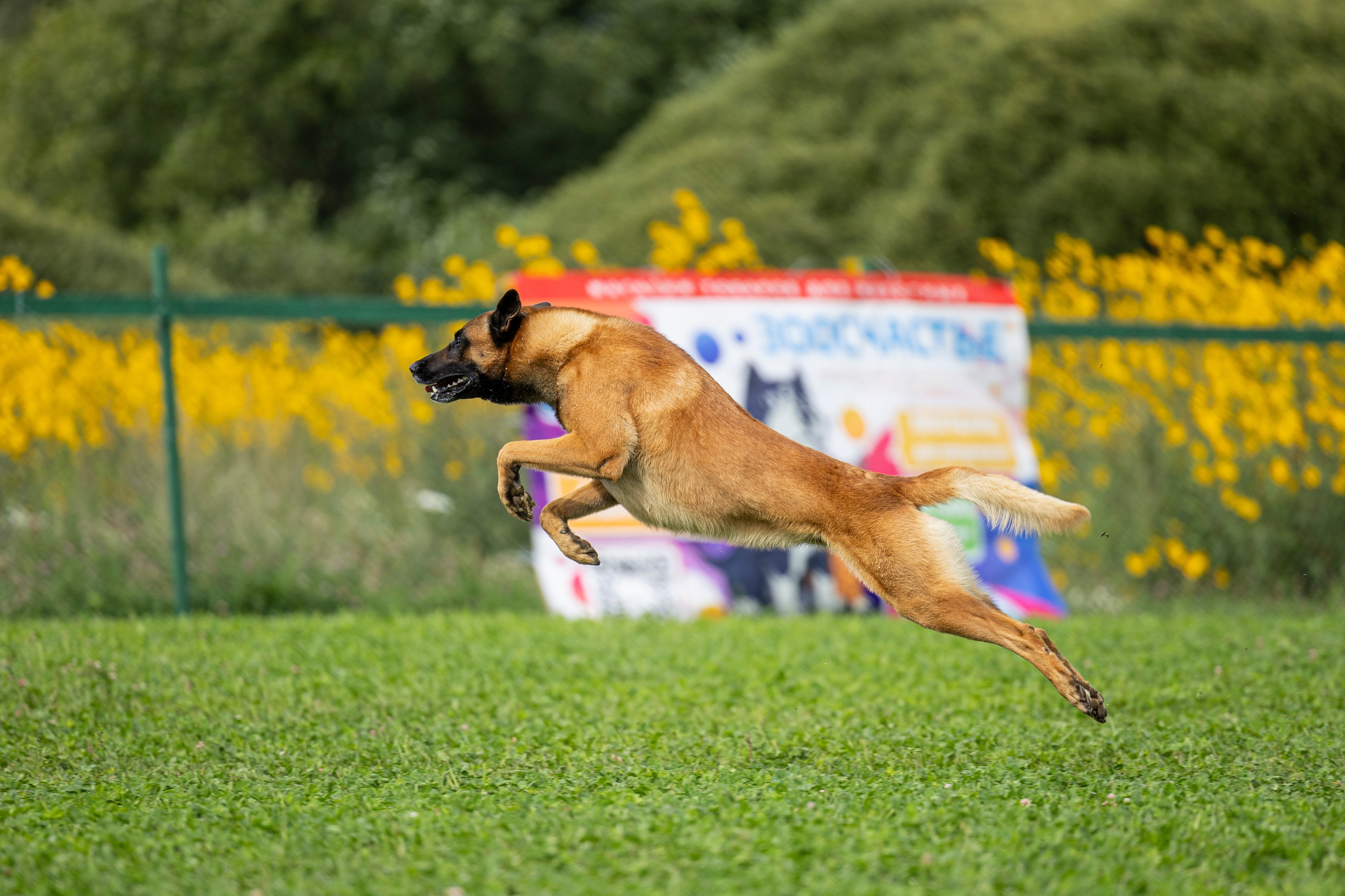 Соревнования по Мондьорингу г. Вологда 10-11.08.2024. Фотограф-анималист Анна Маринич