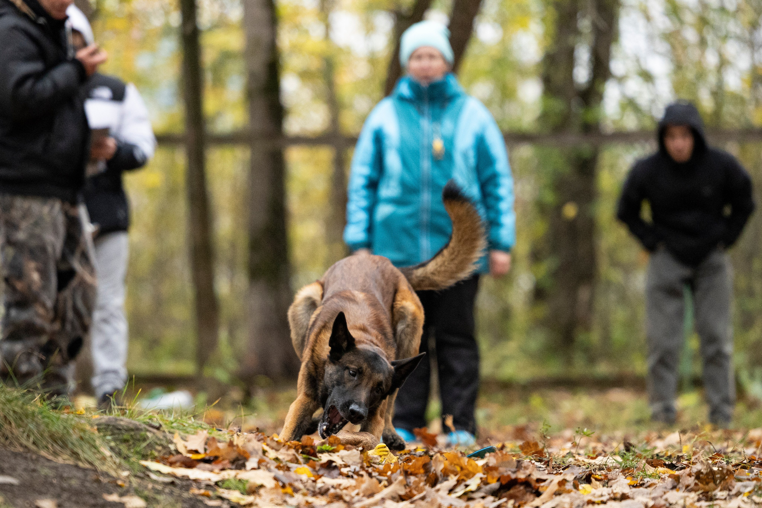 Соревнования по Мондьорингу г. Вологда. Фотограф-анималист Анна Маринич