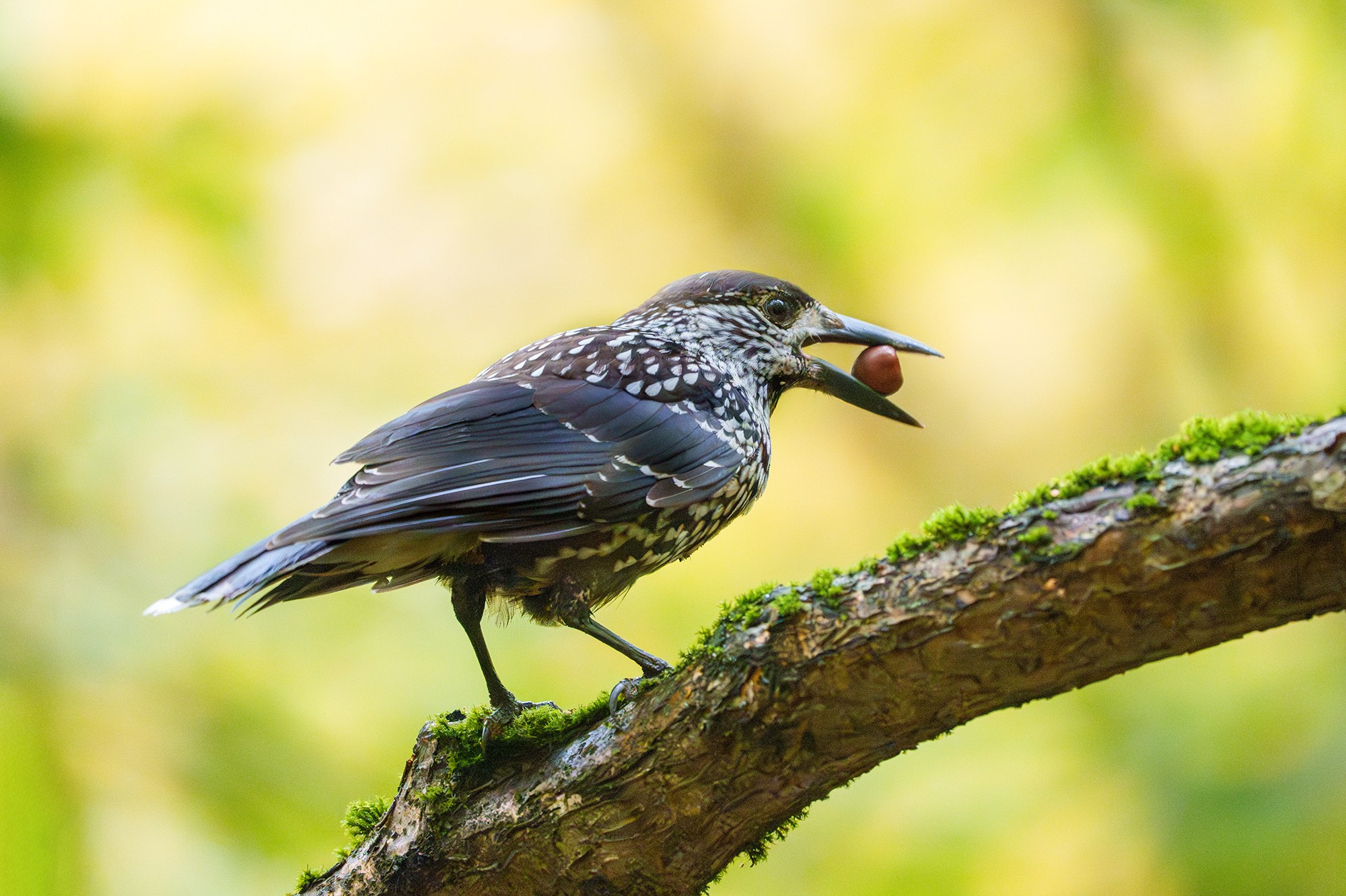 Удивительные мир птиц. Вокруг нас столько прекрасного — присмотритесь!. Ваш личный фотограф Марина Волкова