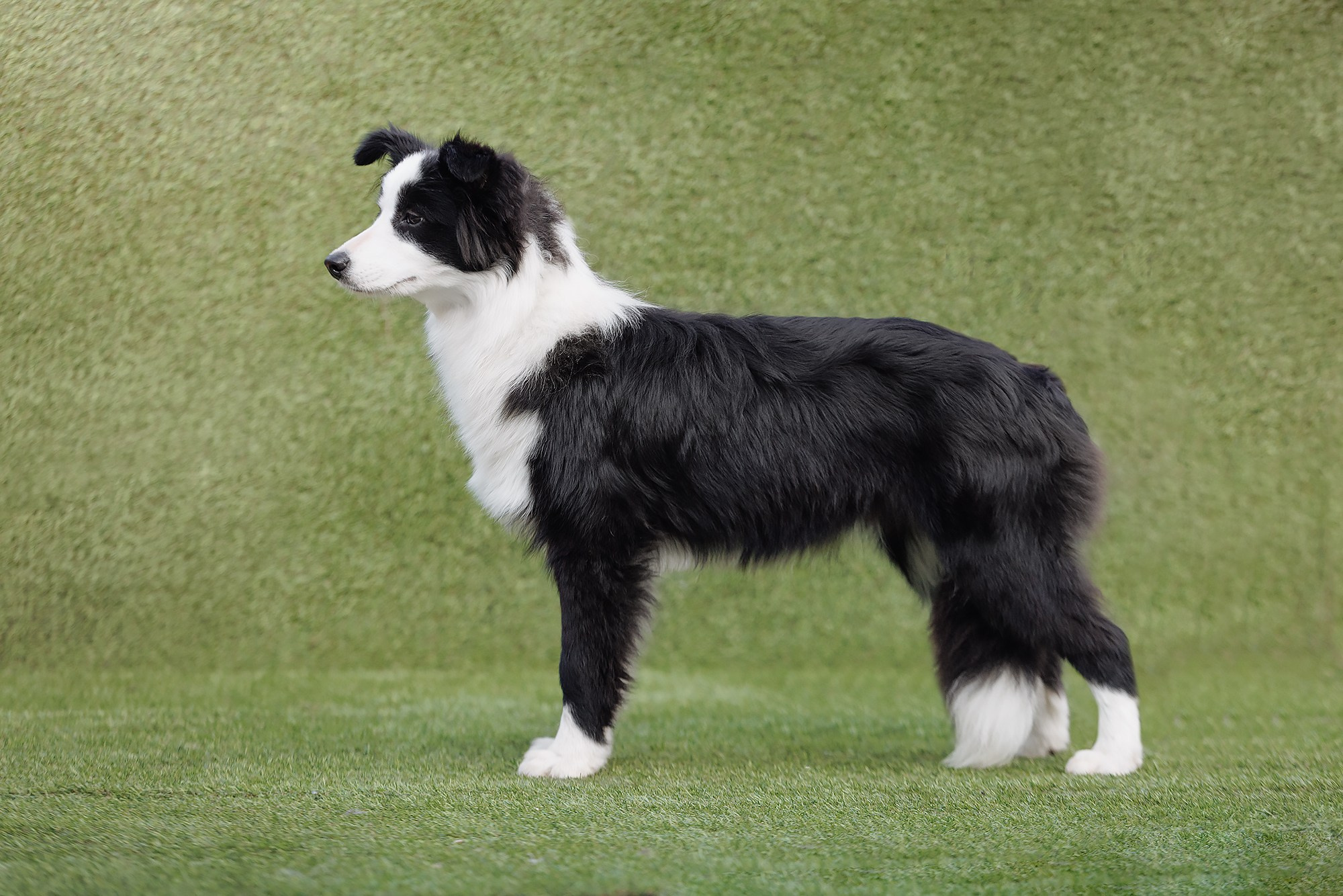 Ryzhaya Molniya Ottava — Нина. О нас