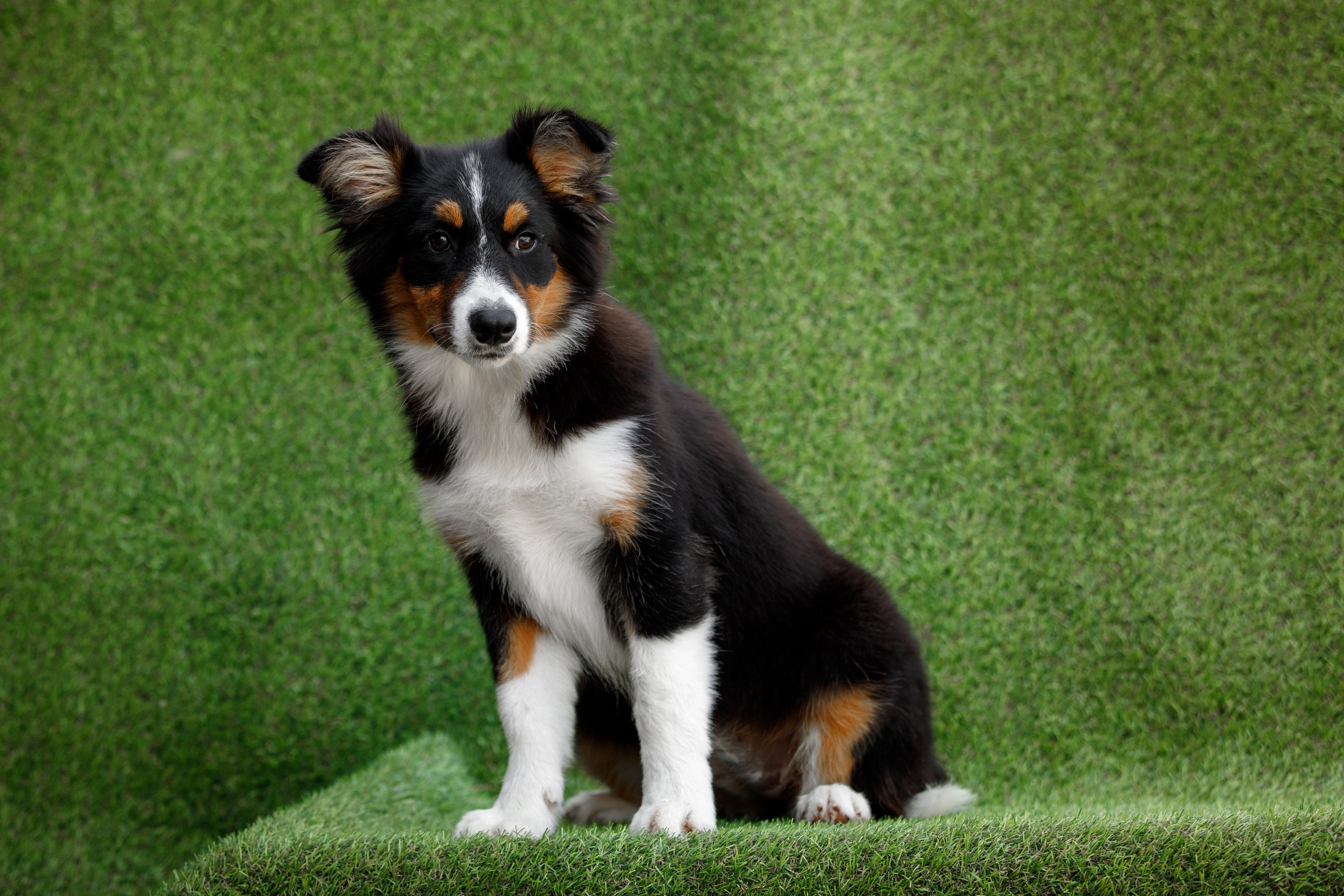 Смешарики. О нас