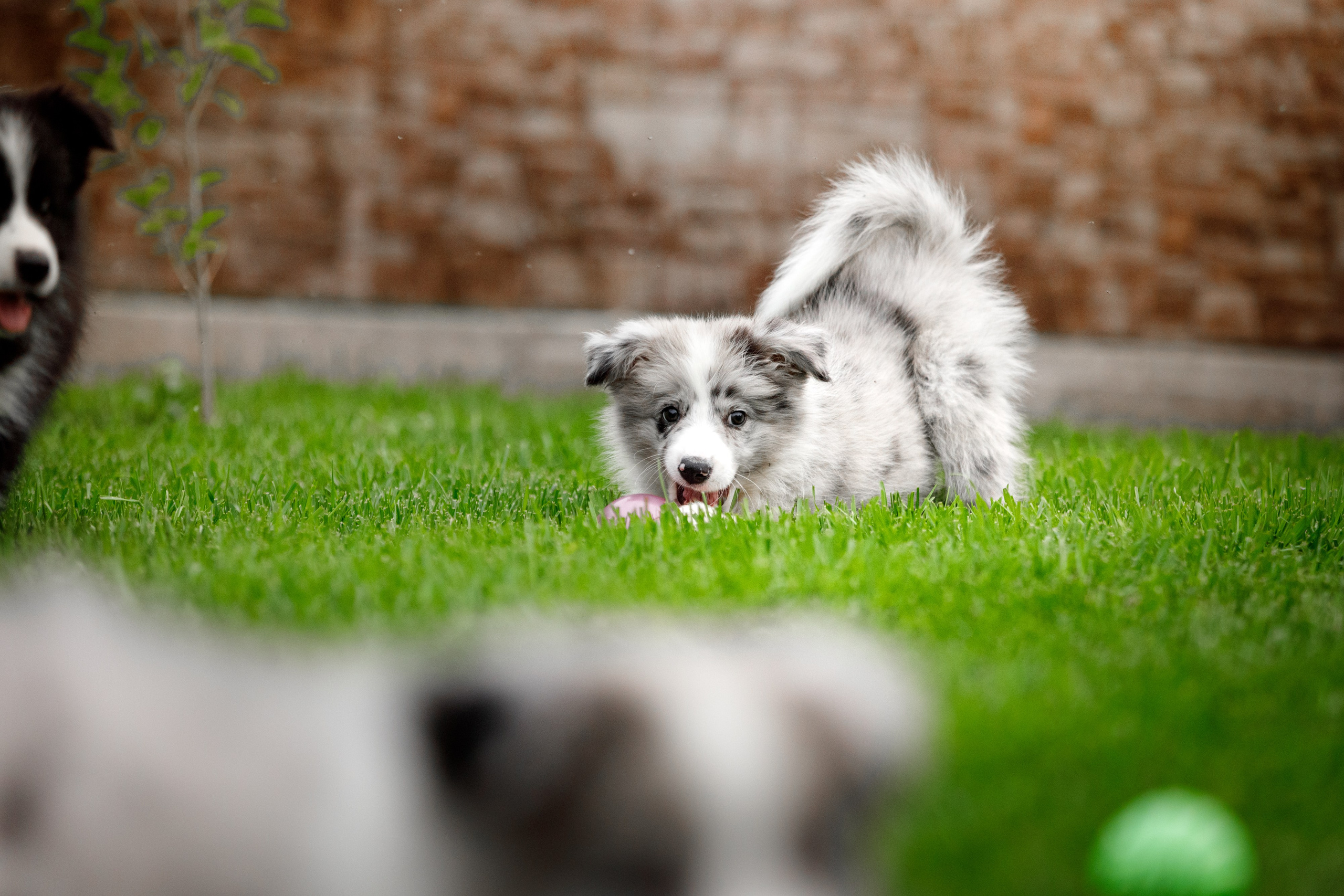 Болтовня в саду. О нас
