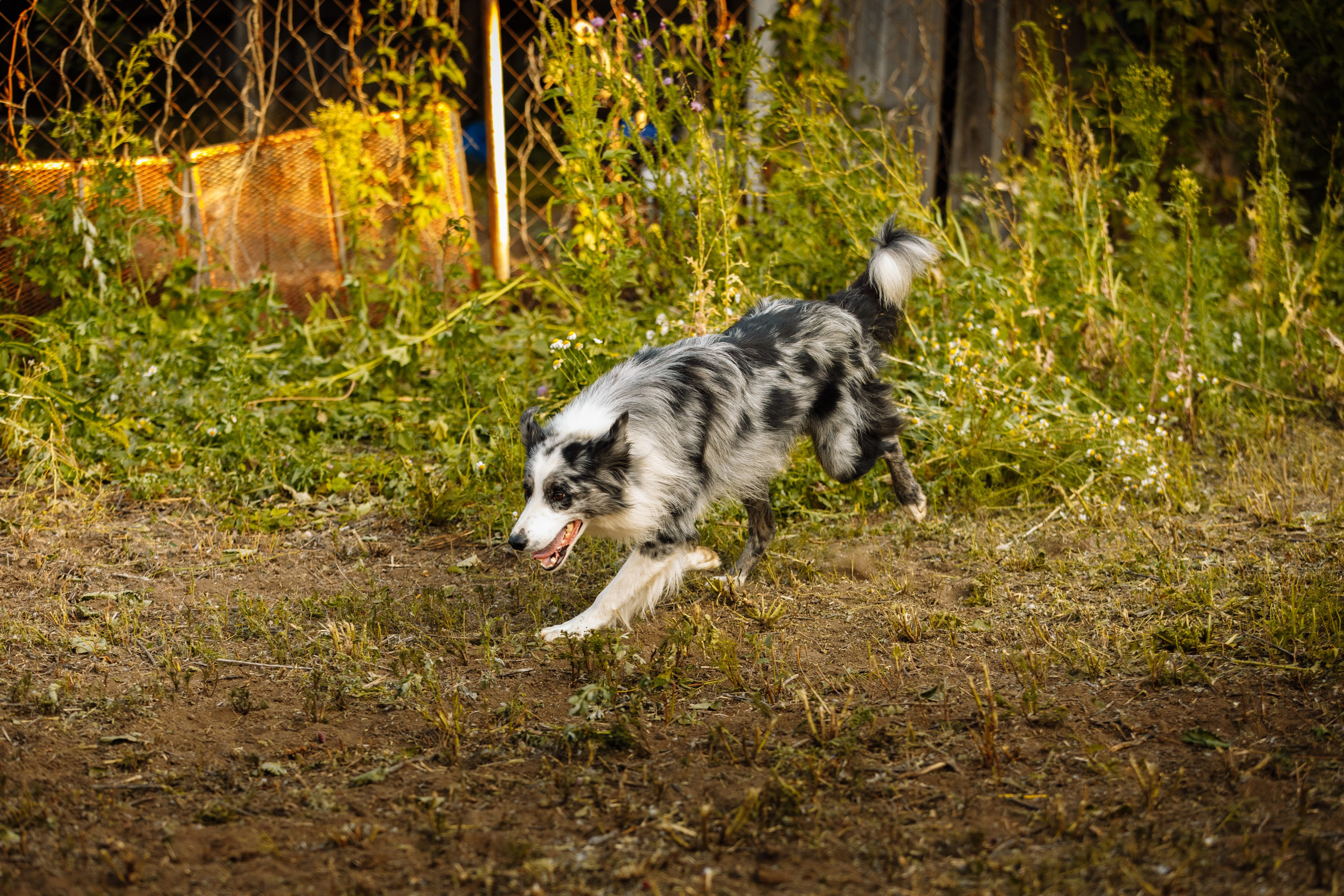 Овечий день. О нас