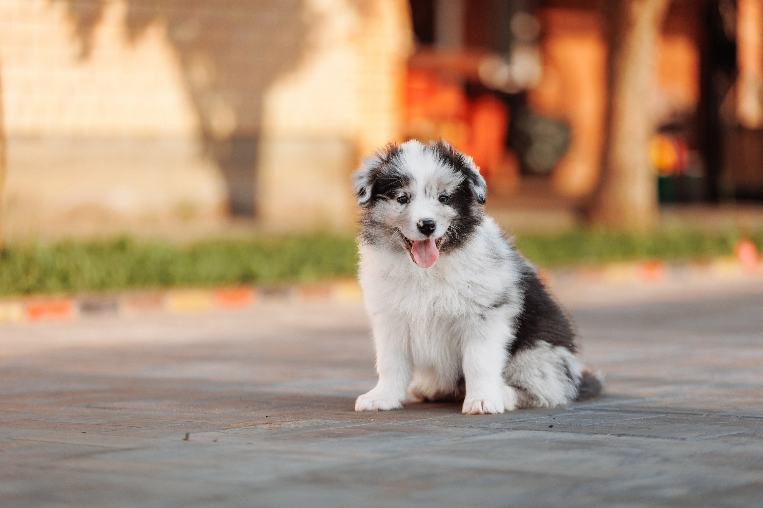 Пушистое. О нас