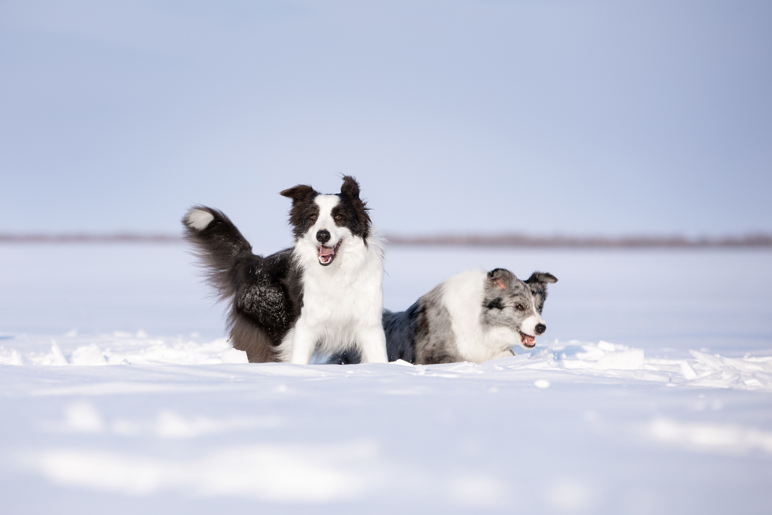 Мороз и солнце. О нас