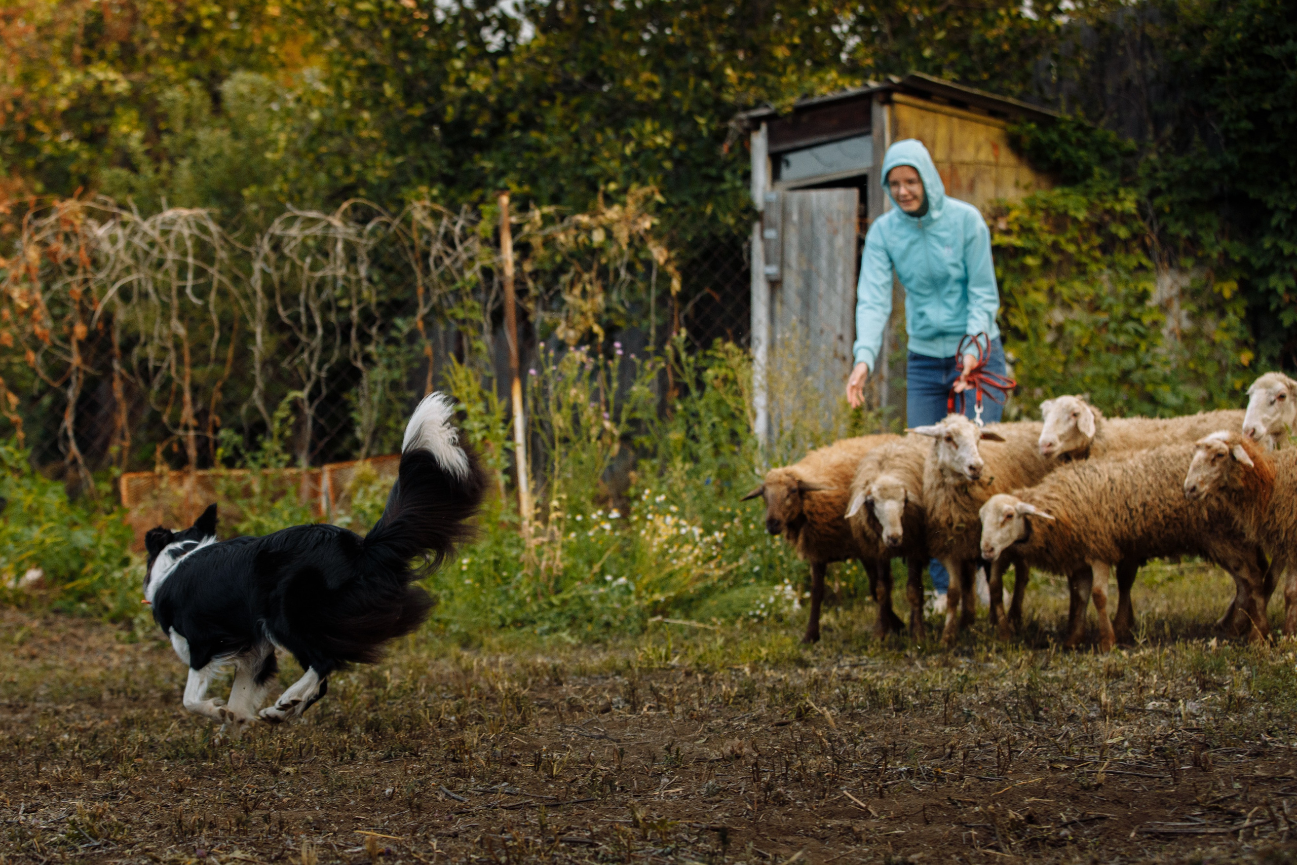 Овечий день. О нас