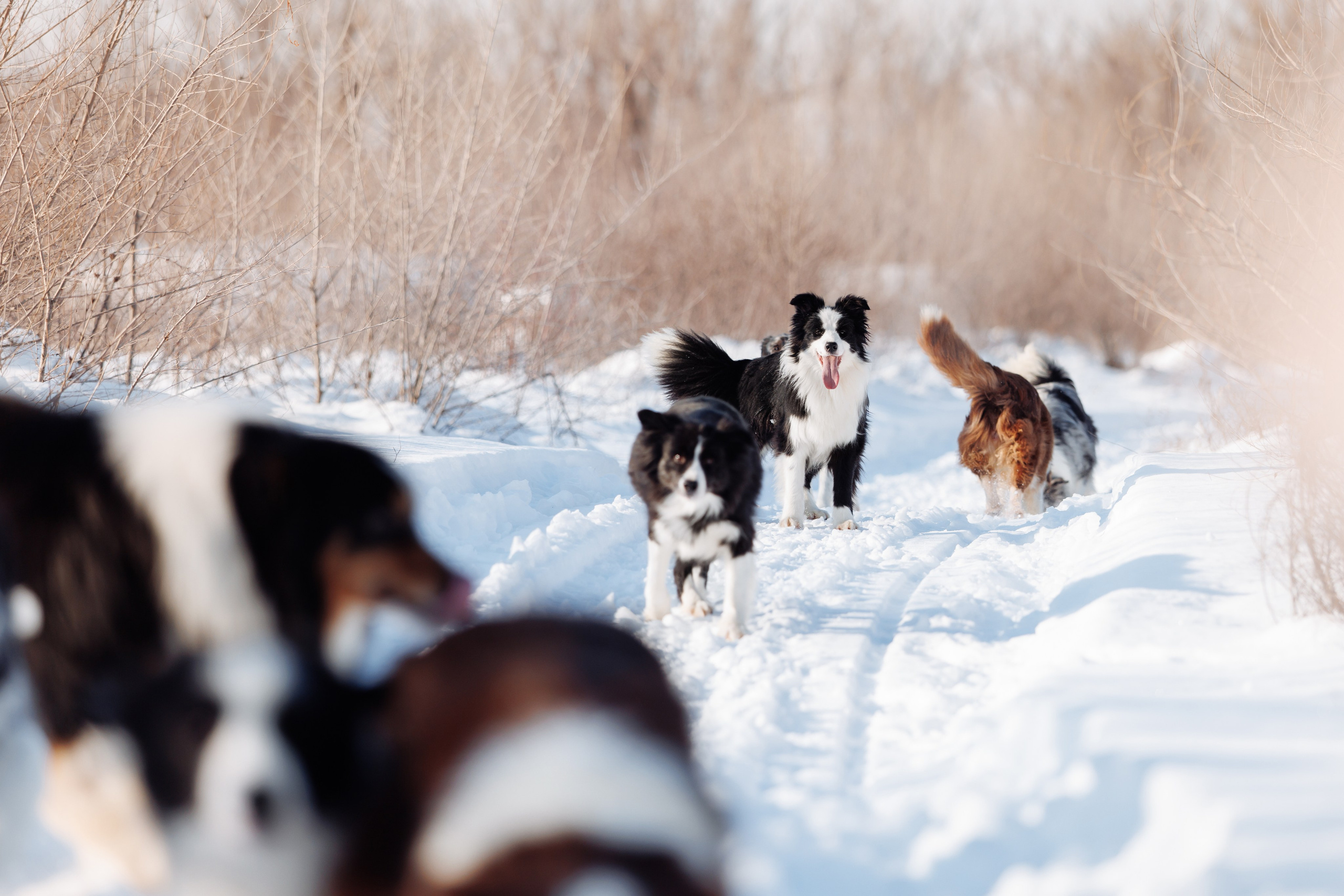 Яркий январь. О нас