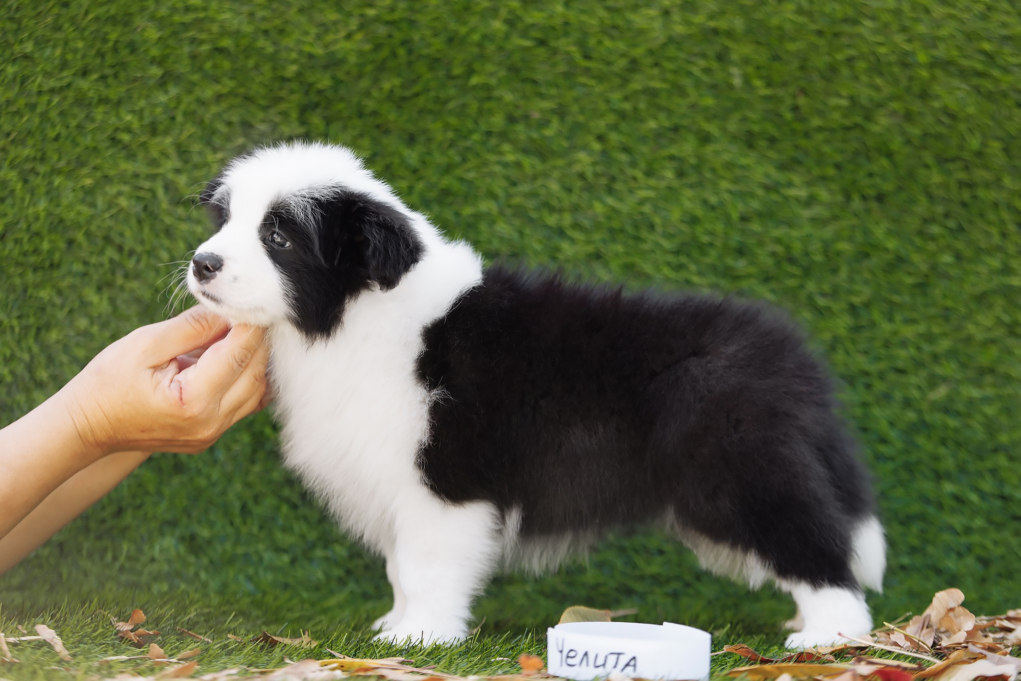 Новый лист. О нас