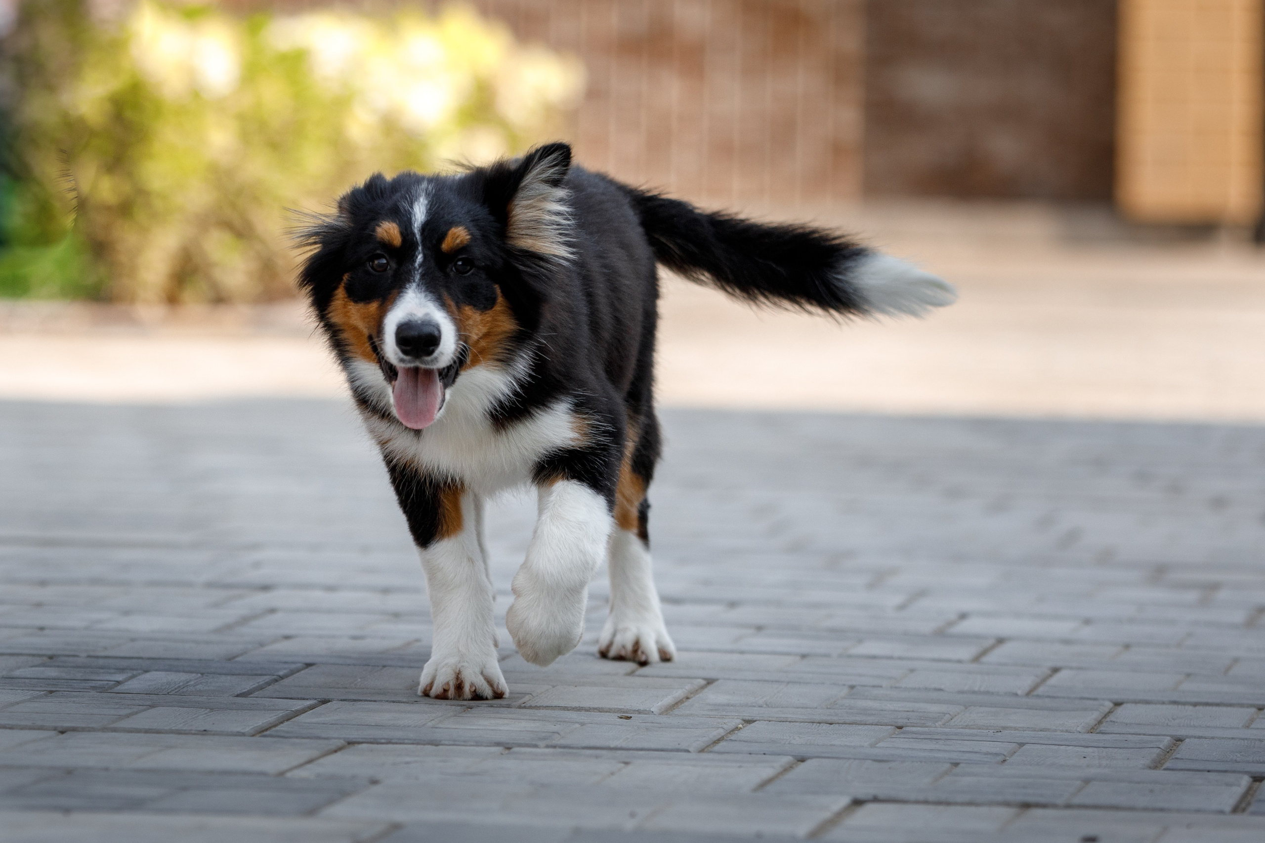 Смешарики. О нас