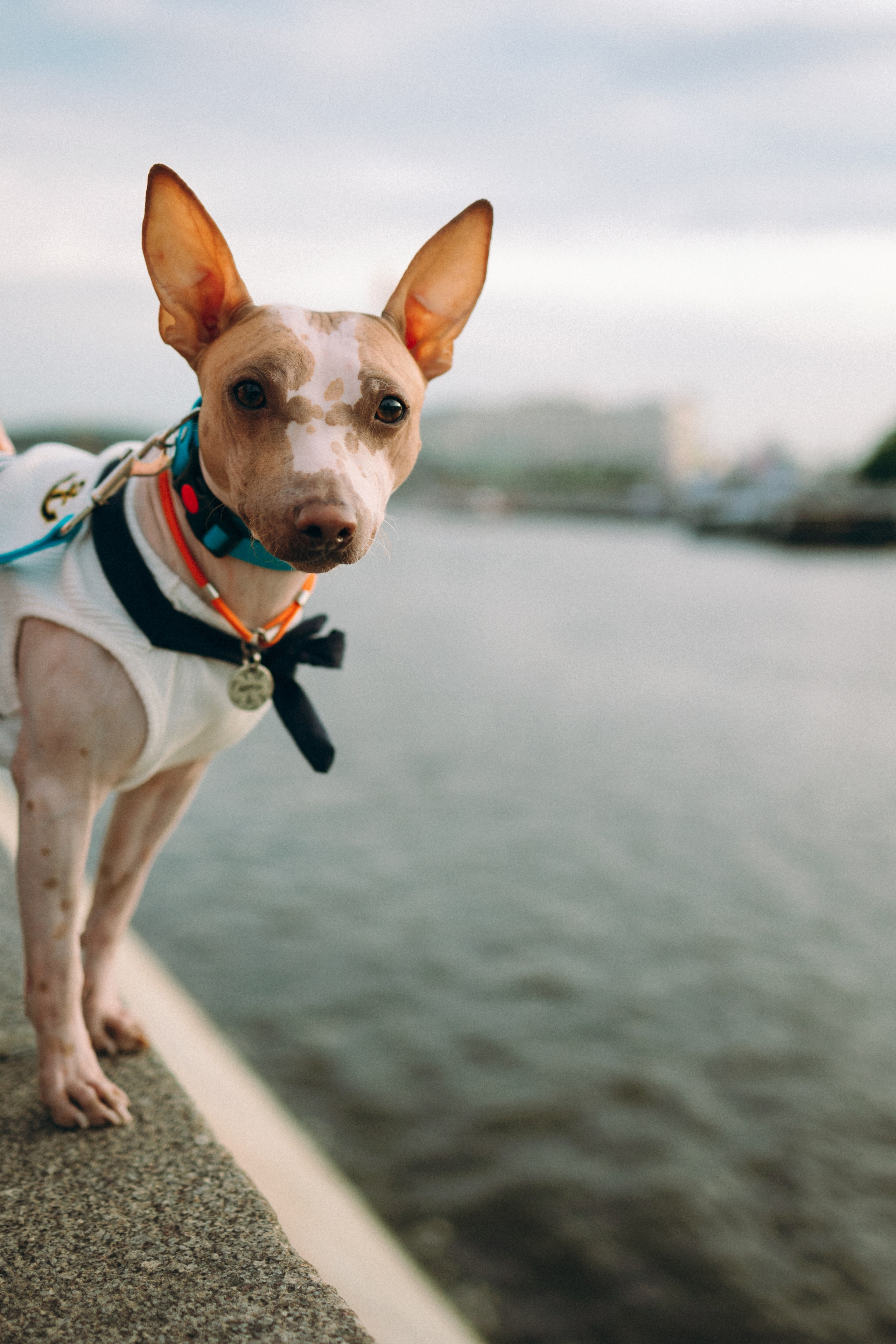 Глаша, Айрон, Ксюша и Оля. Фотограф анималист Анастасия Пикей