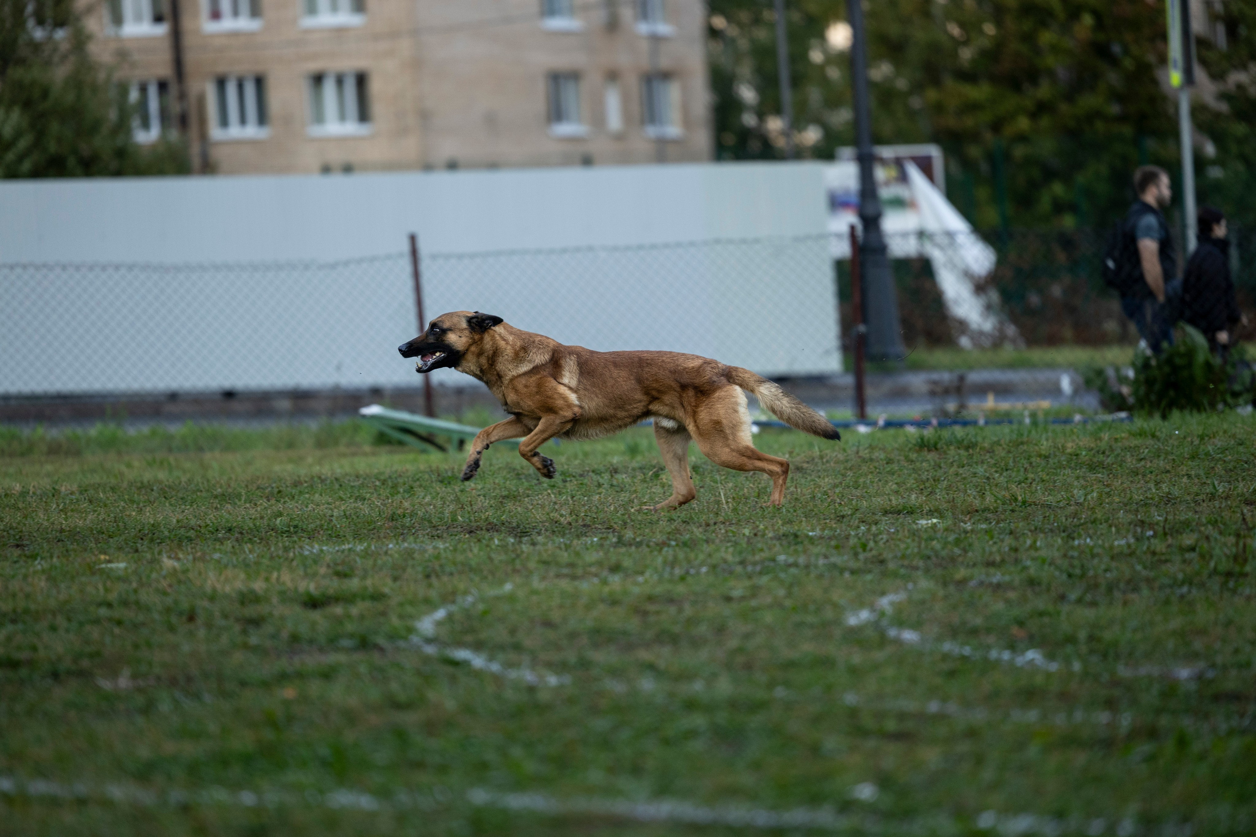Испытания по Мондьорингу г. Пушкин. Фотограф-анималист Анна Маринич